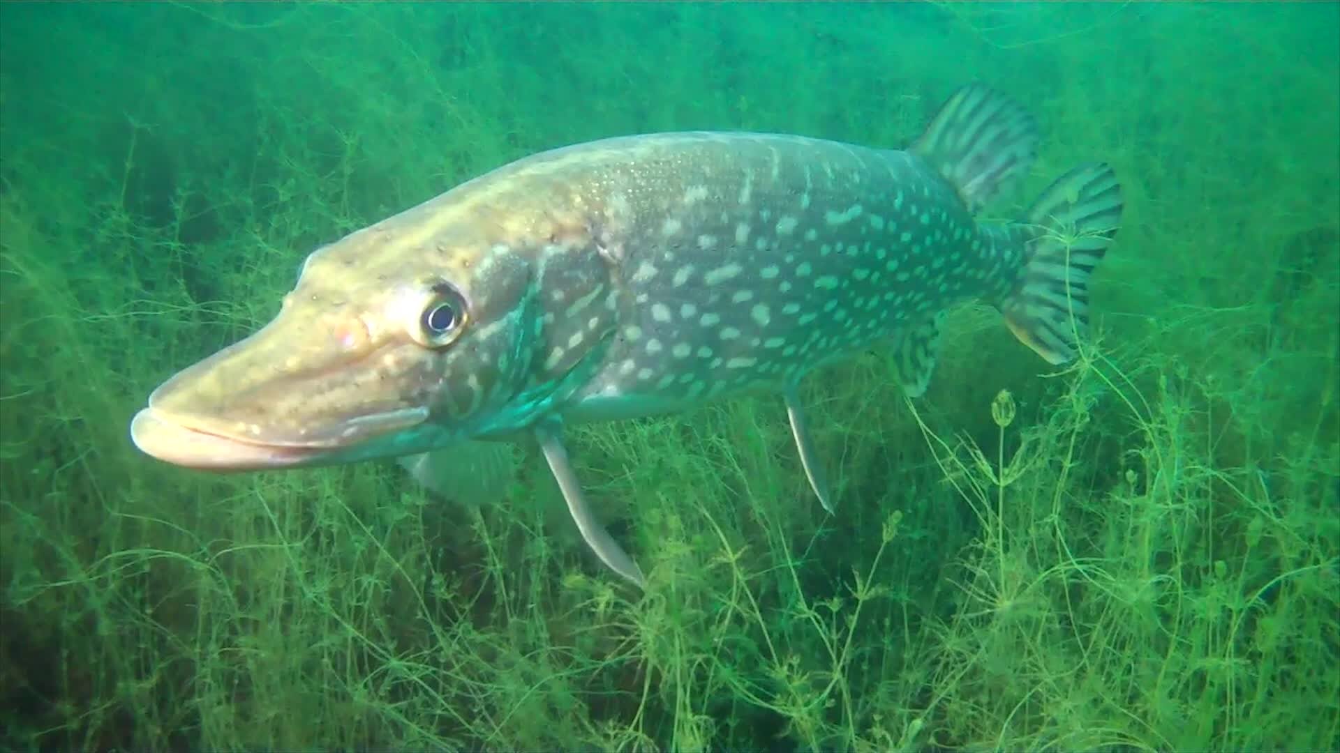 Minnesota Fish Underwater - YouTube