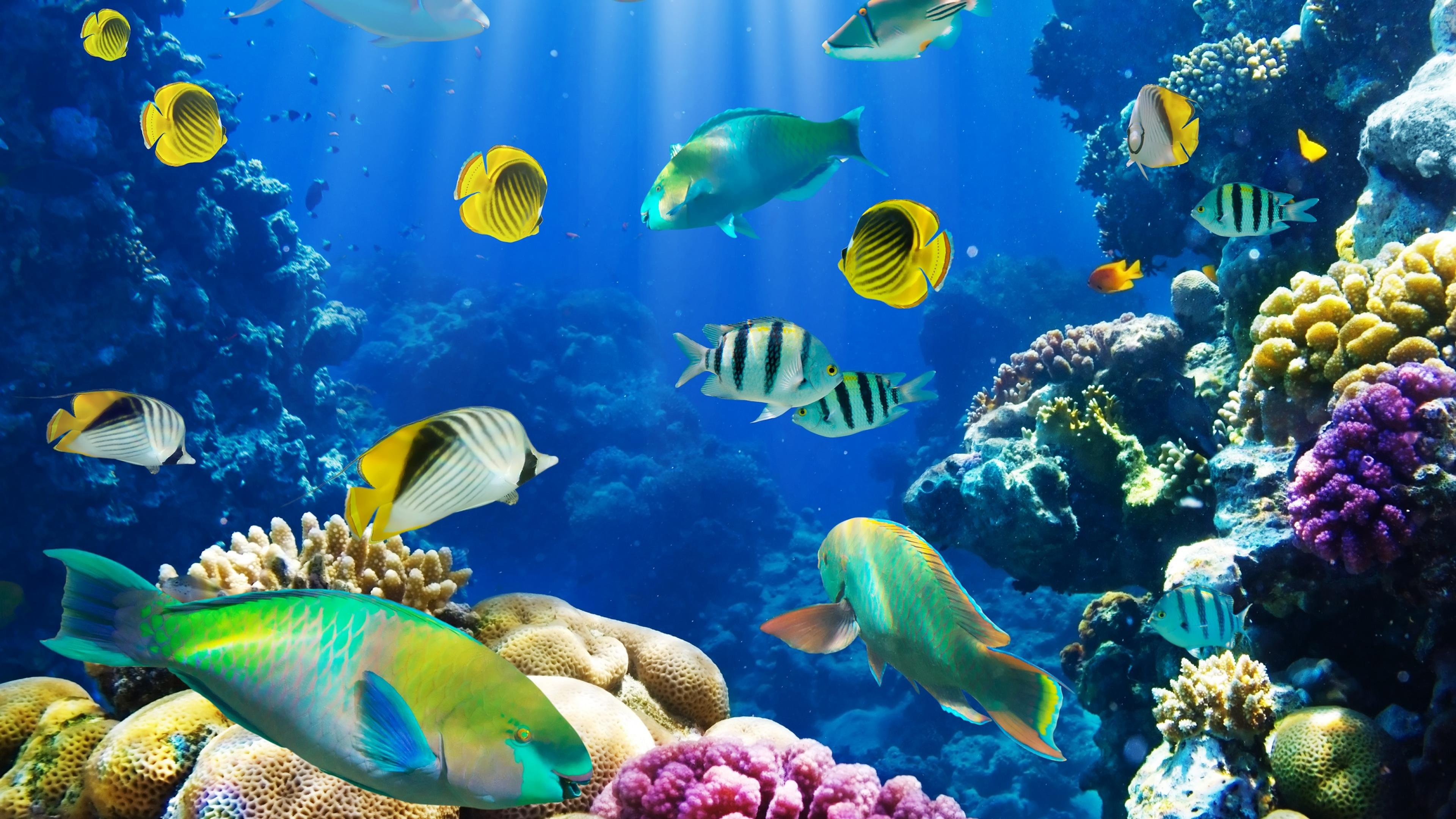 Fishes: Sea Ocean Fishes Reef Underwater Tropical Fish Aquarium Live ...