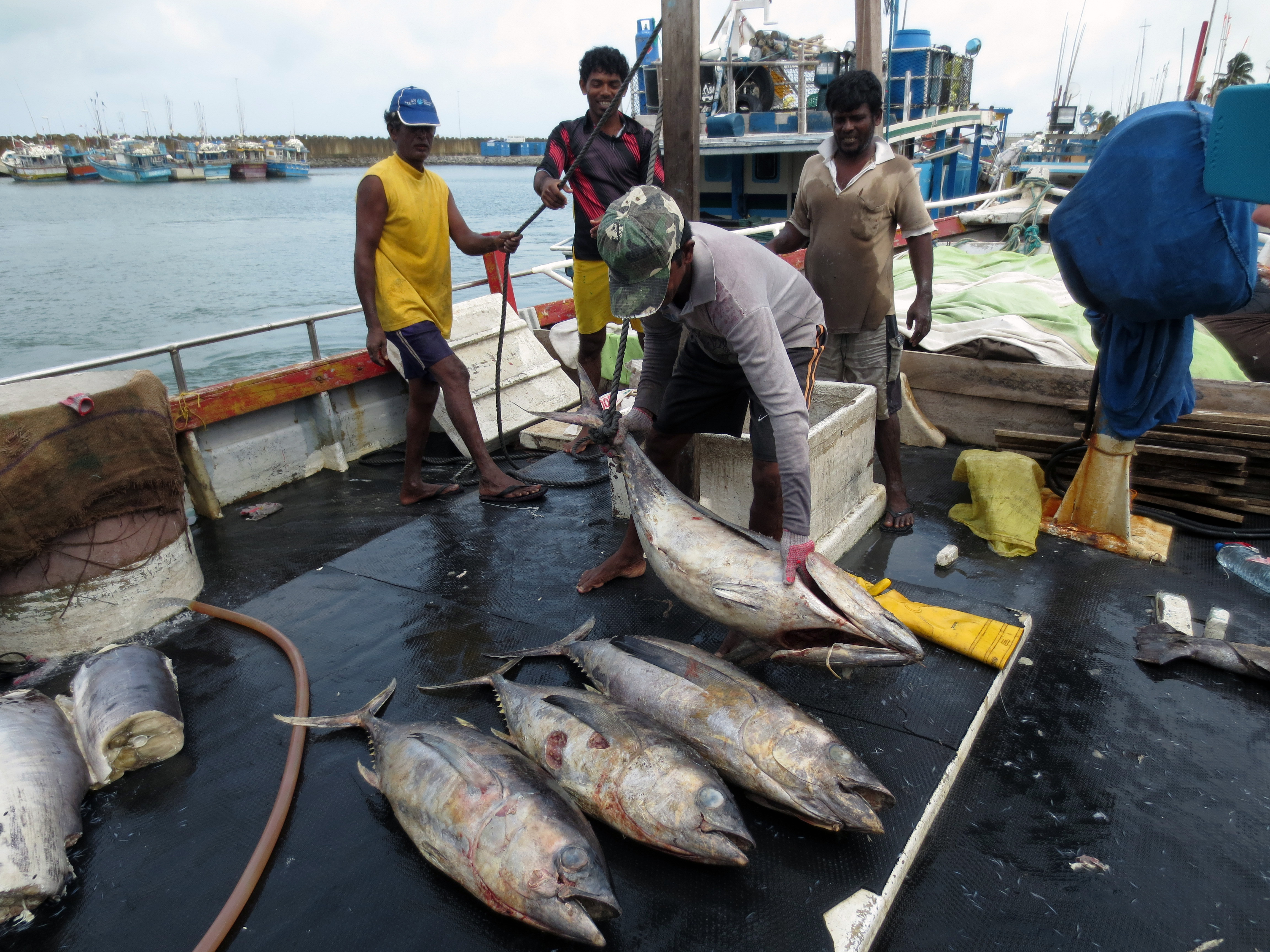 Fishermen, communities need more than healthy fish stocks | UW News