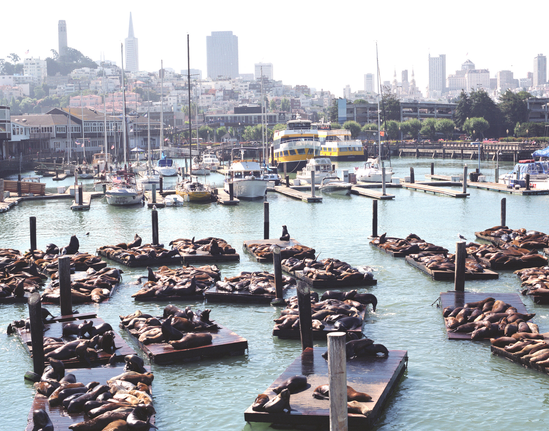 Fisherman's Wharf Neighborhood | San Francisco, CA