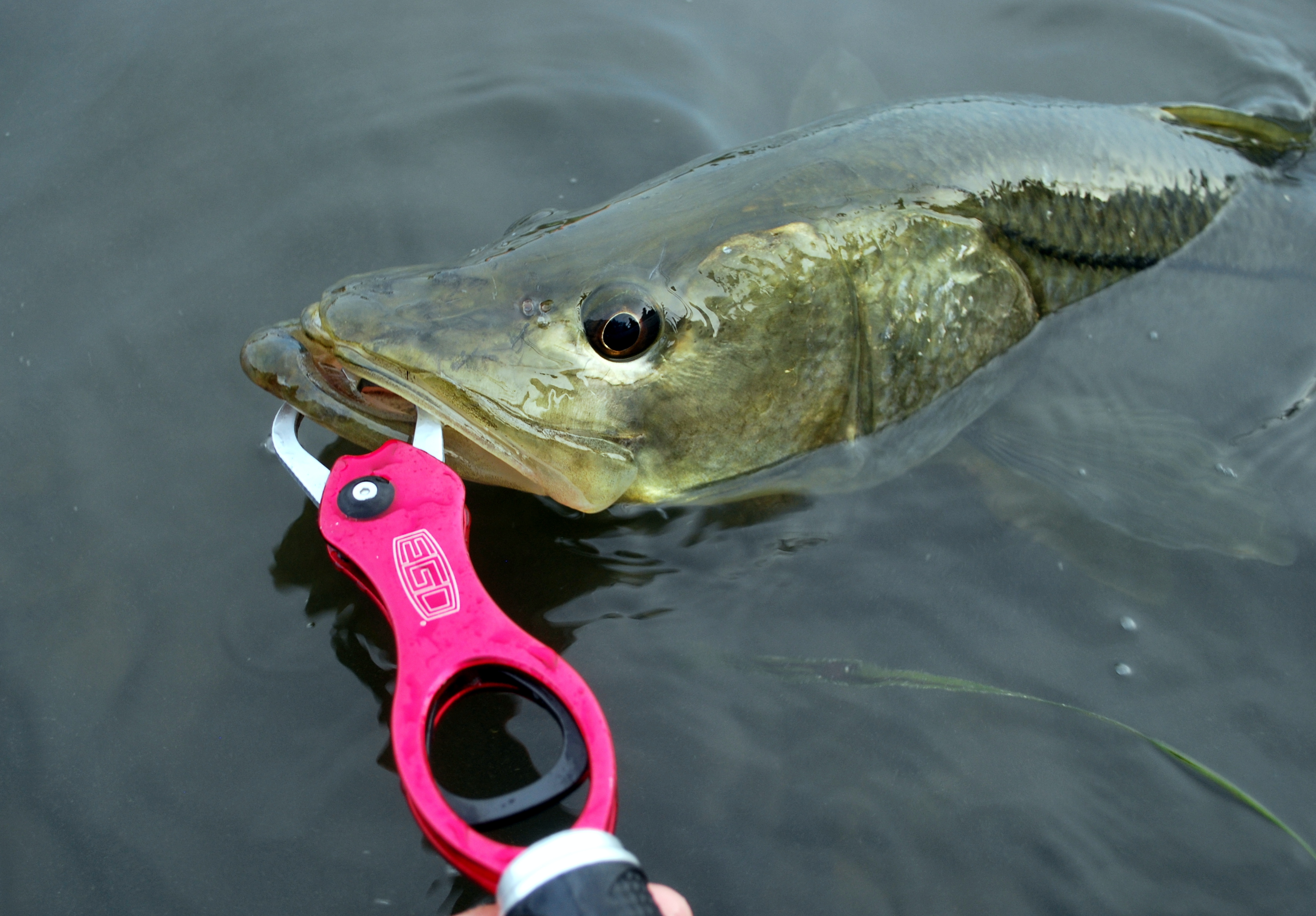 Ego Fishing Gear | Shallow Pockets Fishing