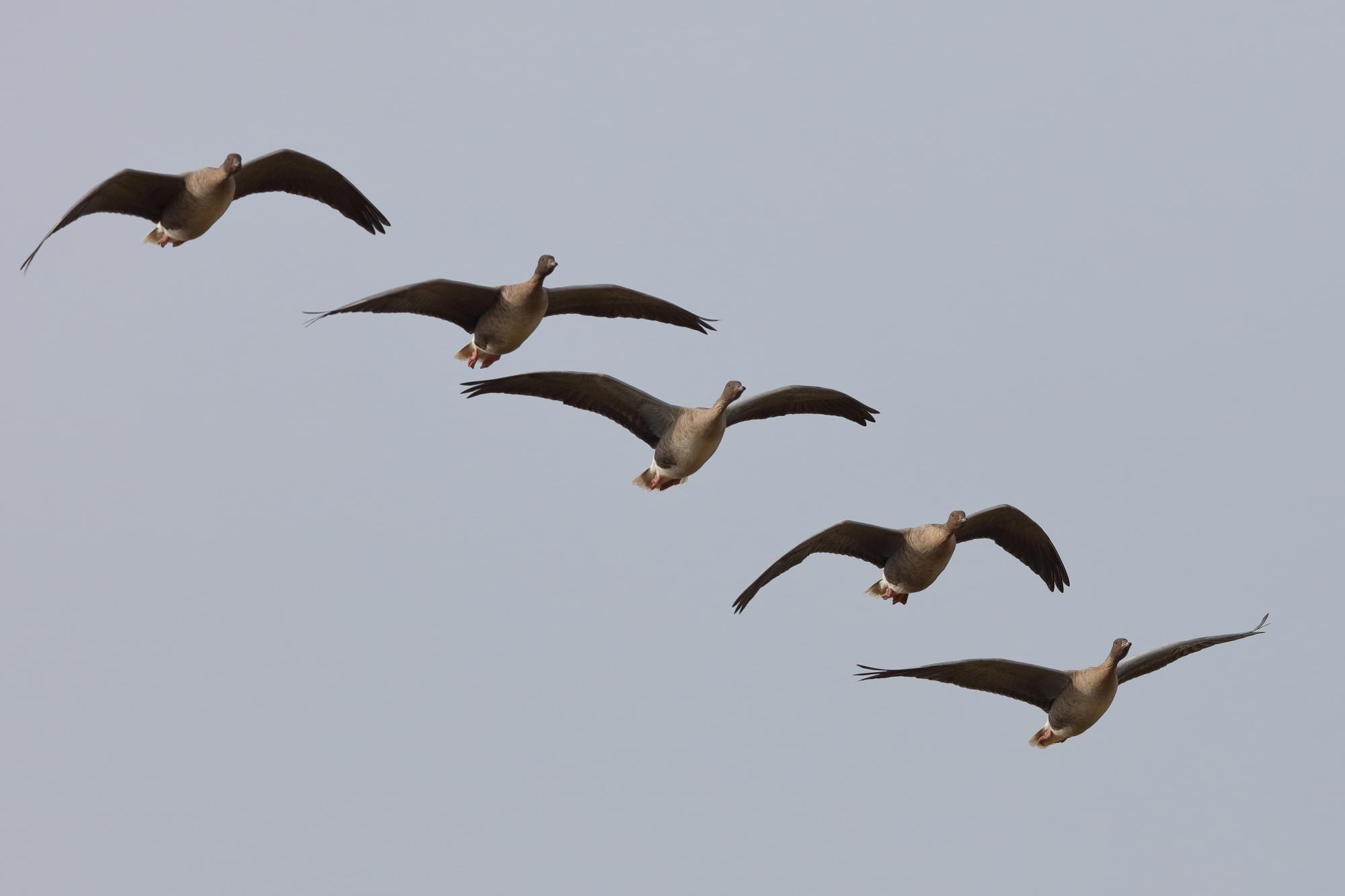 Pink-footed Goose (Anser brachyrhynchus) A group of five birds in ...
