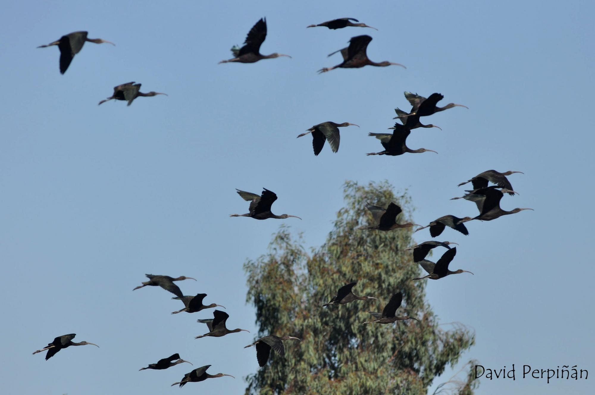 Glossy Ibis (Plegadis falcinellus) Twenty-five animals from a flock ...