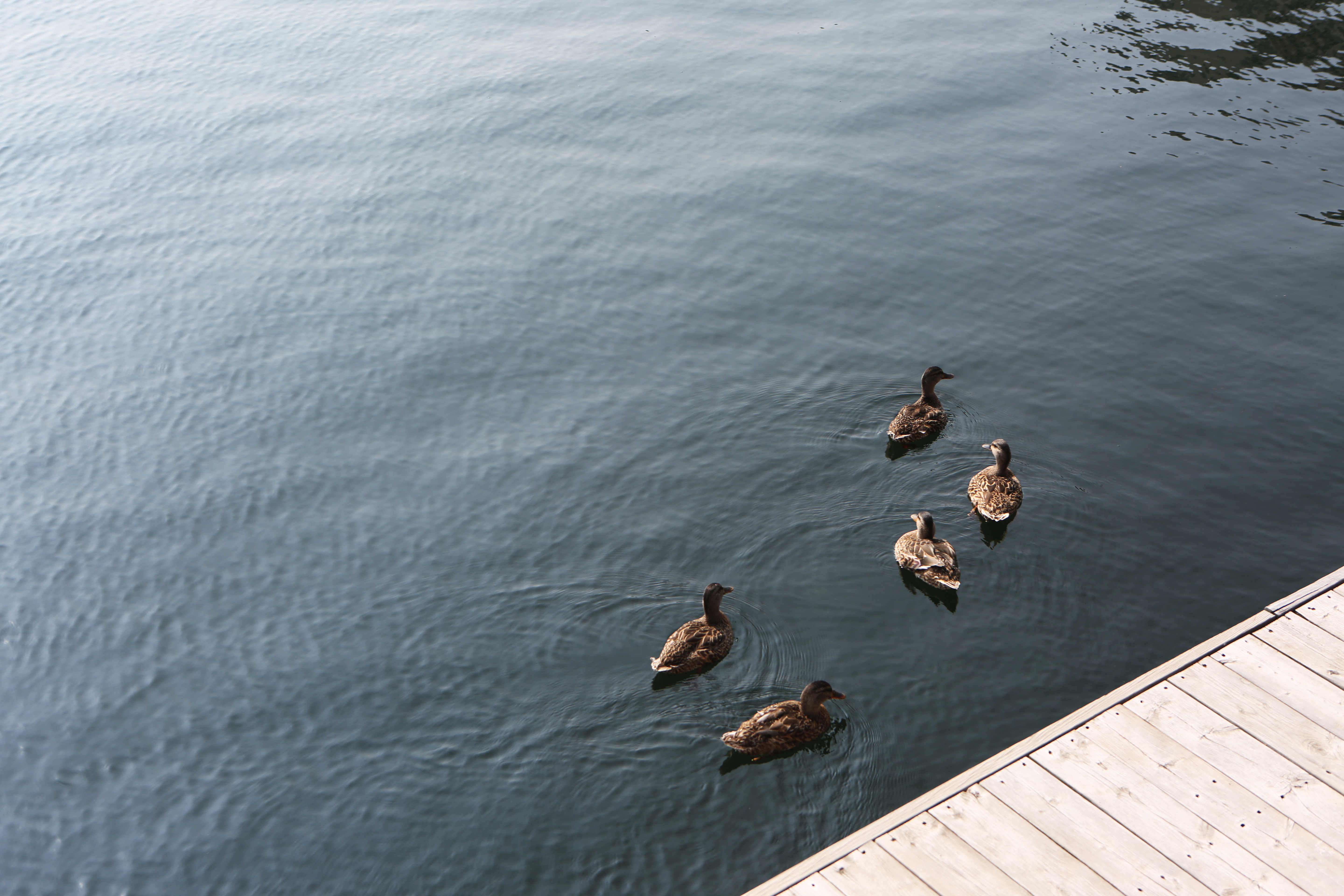 Five Ducks, Birds, Ducks, Five, River, HQ Photo