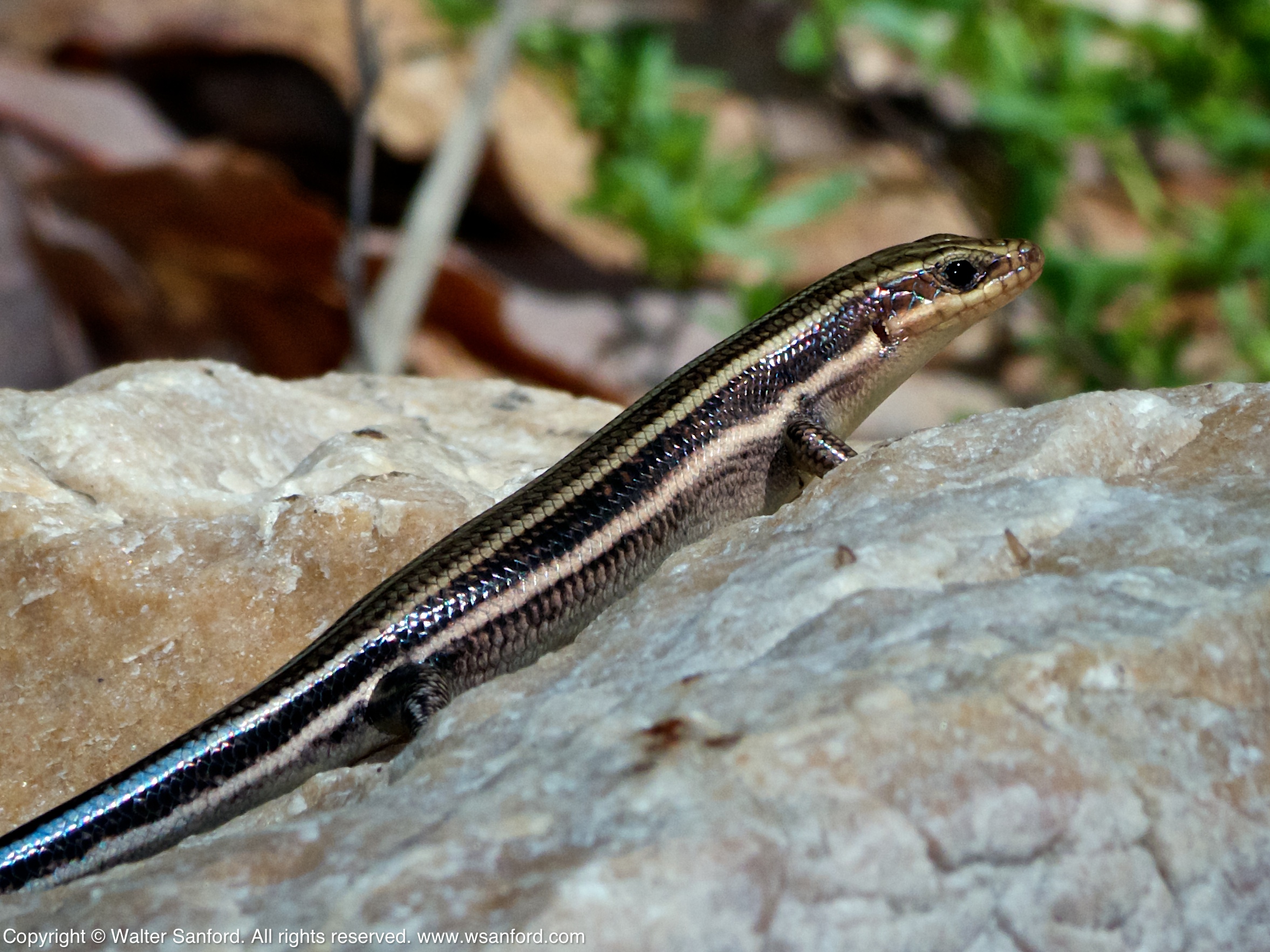 Common Five-lined Skink (sub-adult) | walter sanford's photoblog