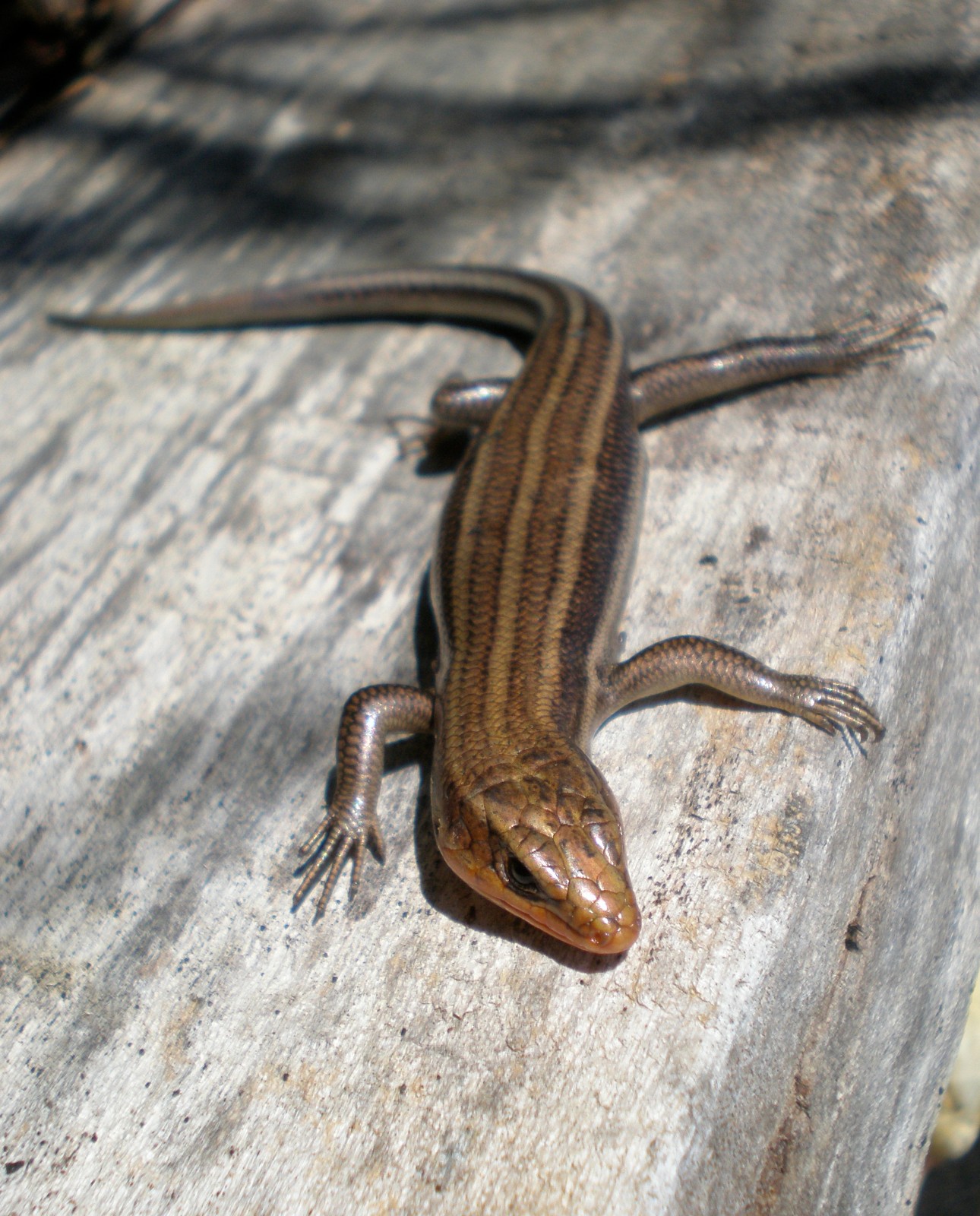 Plestiodon fasciatus – Common Five-lined Skink | Vermont Reptile and ...