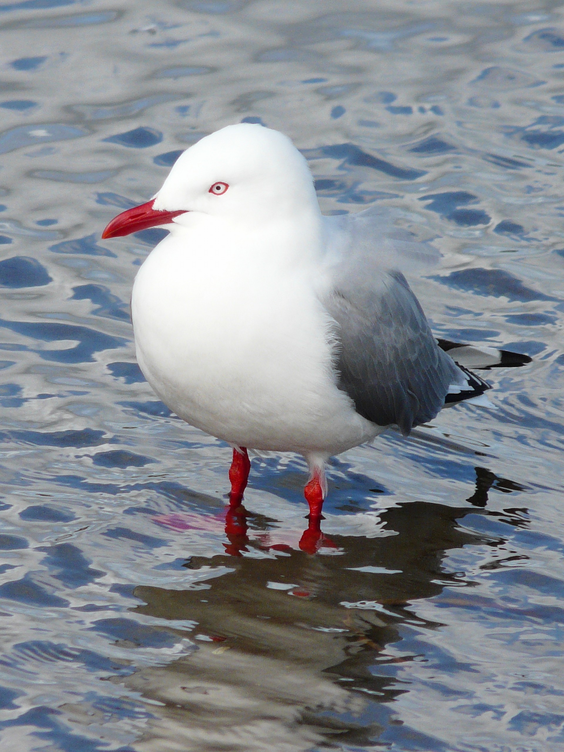 Red-billed gull | New Zealand Birds Online