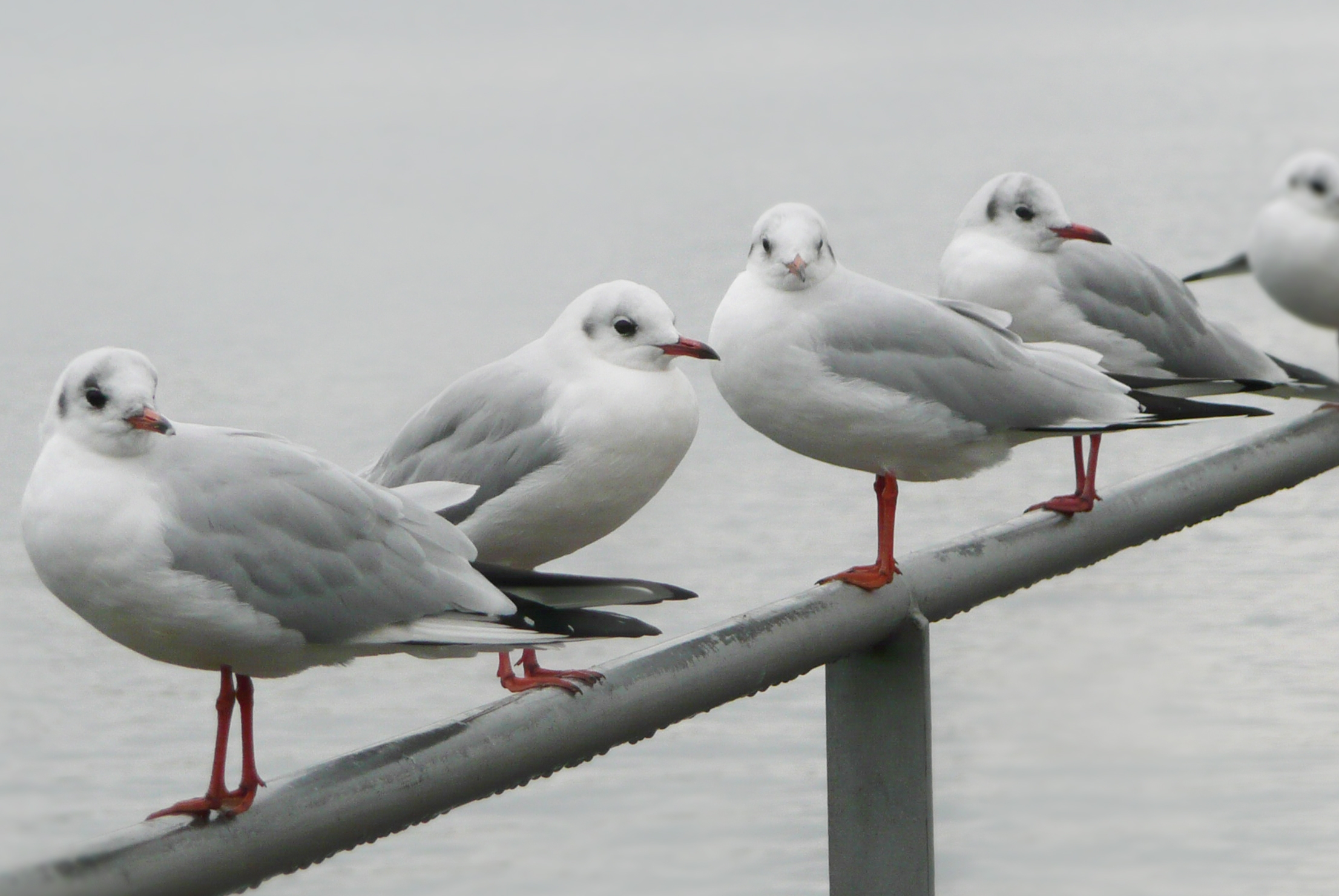 Five Seagulls, Bird, Fence, Five, Sea, HQ Photo