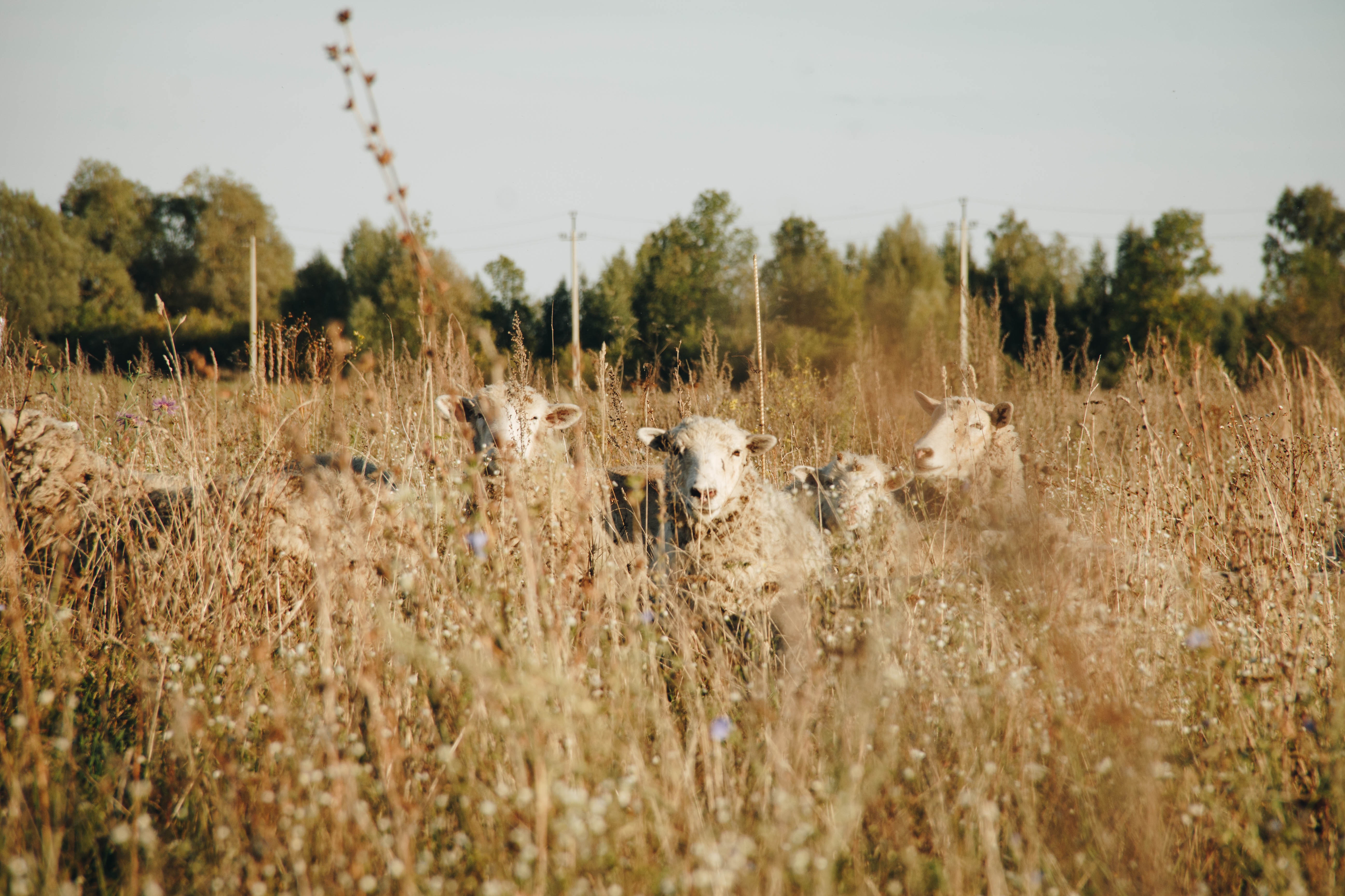 Five white sheep on brown meadows photo
