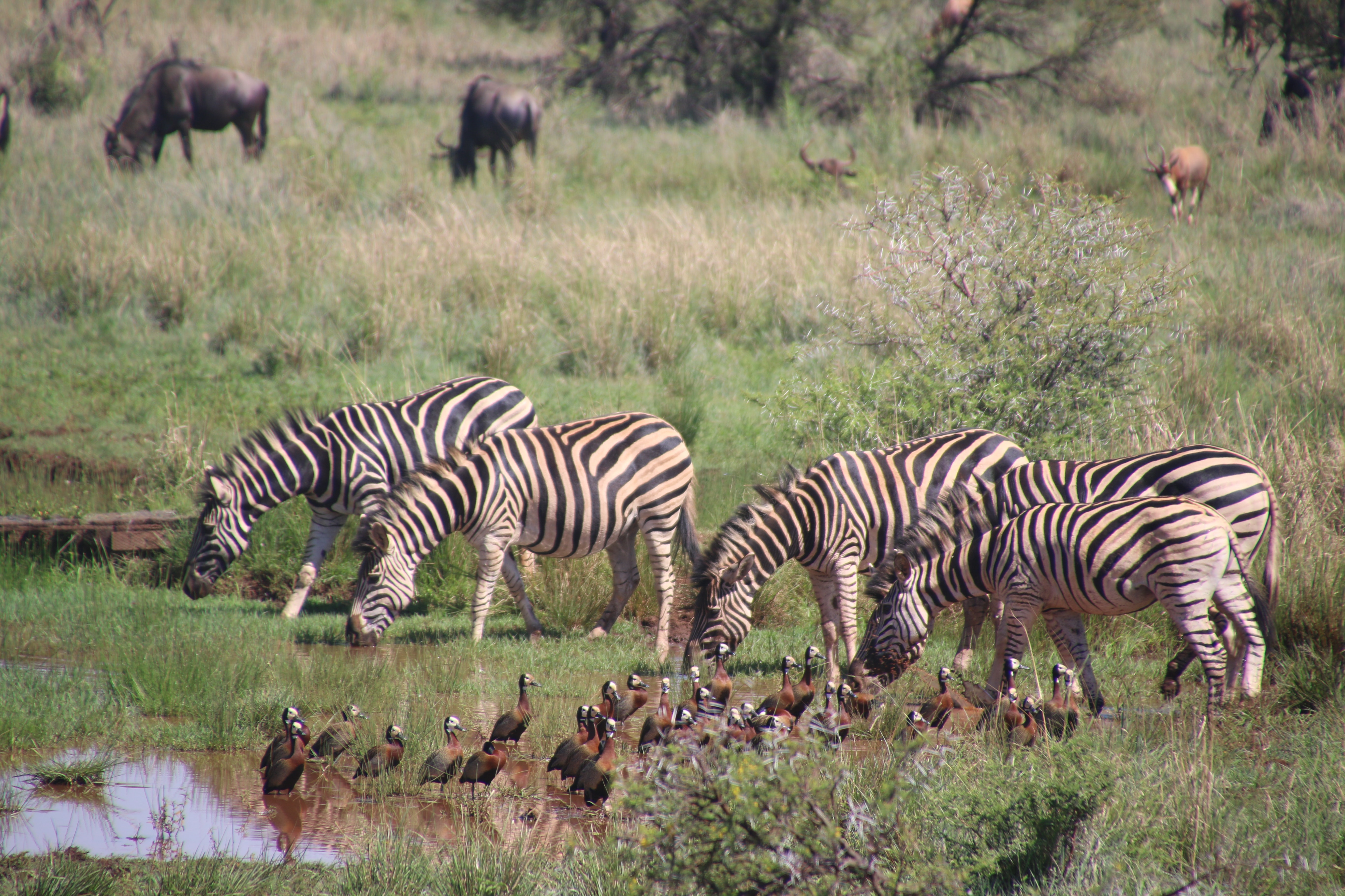 Five zebra in pond near brown-and-black birds soundring by green grass photo