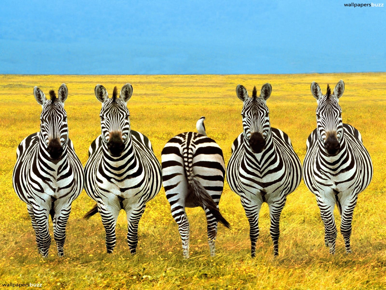 Five zebras photo