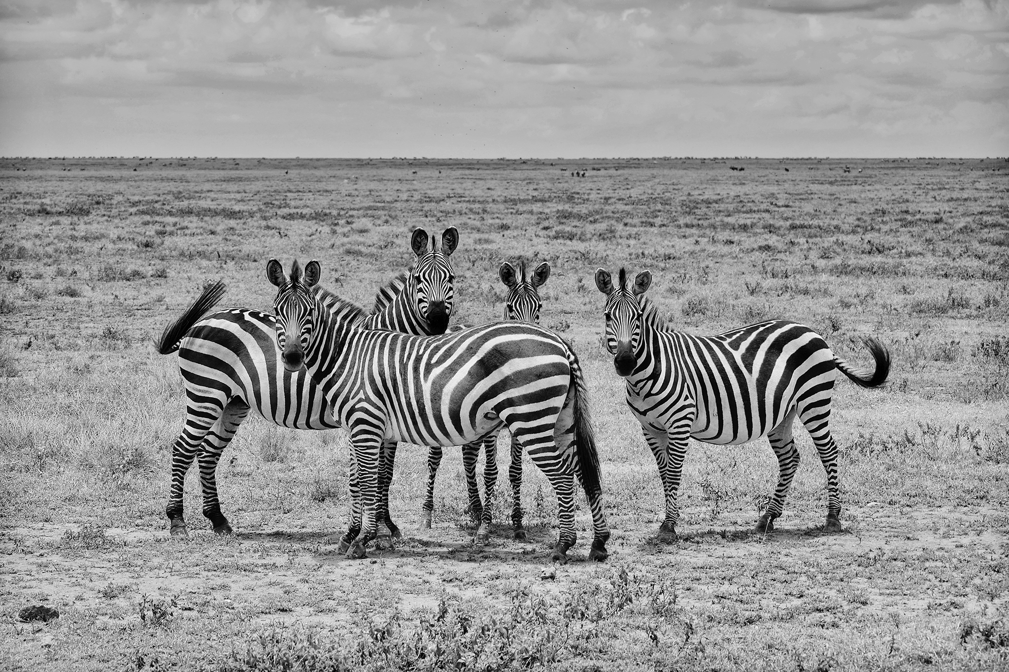 Why Do Zebras Have Stripes? New Study Offers Strong Evidence ...