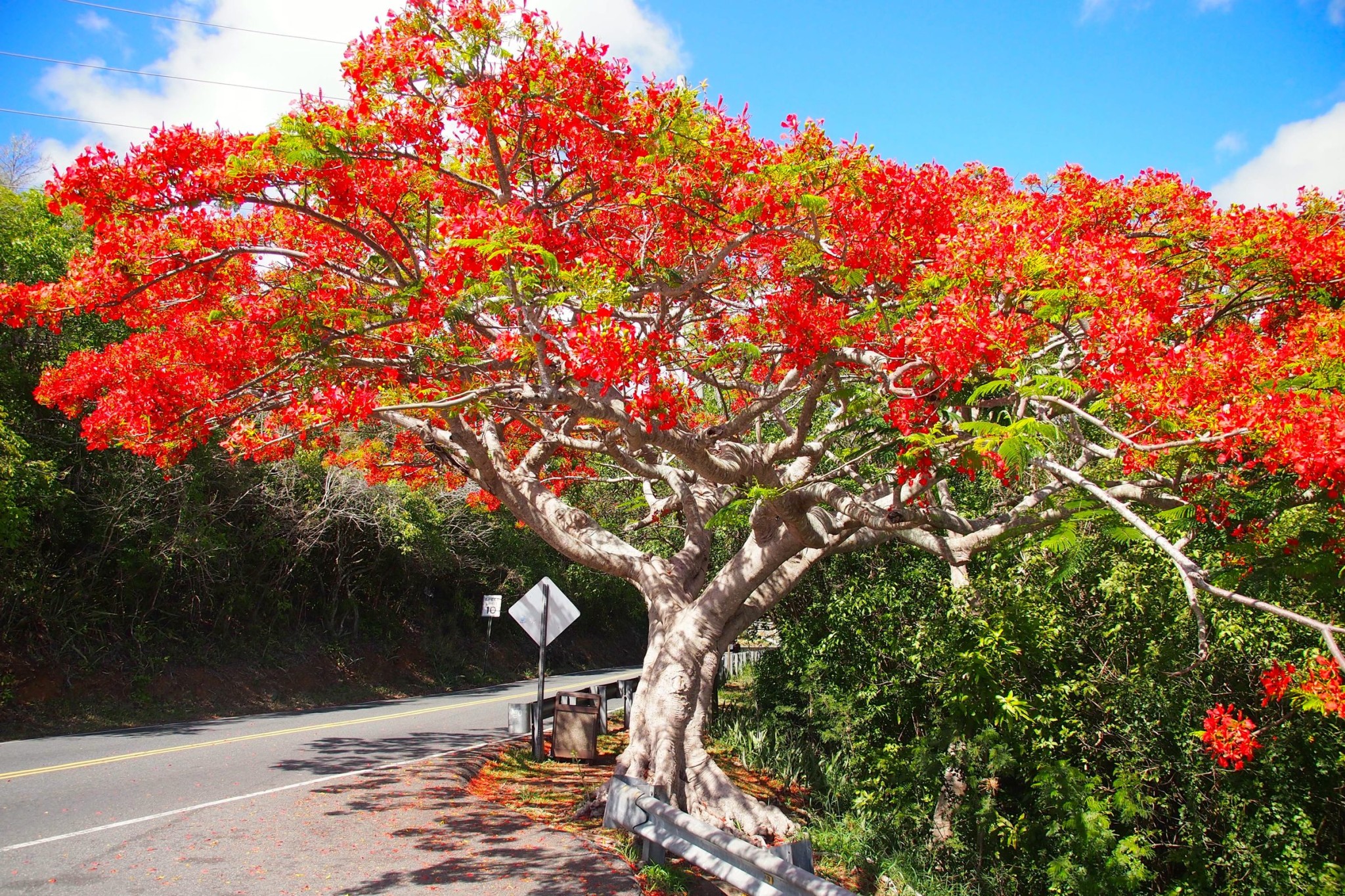 Le Flamboyant, So Much More Than a Plain Old Tree | Caribbean |