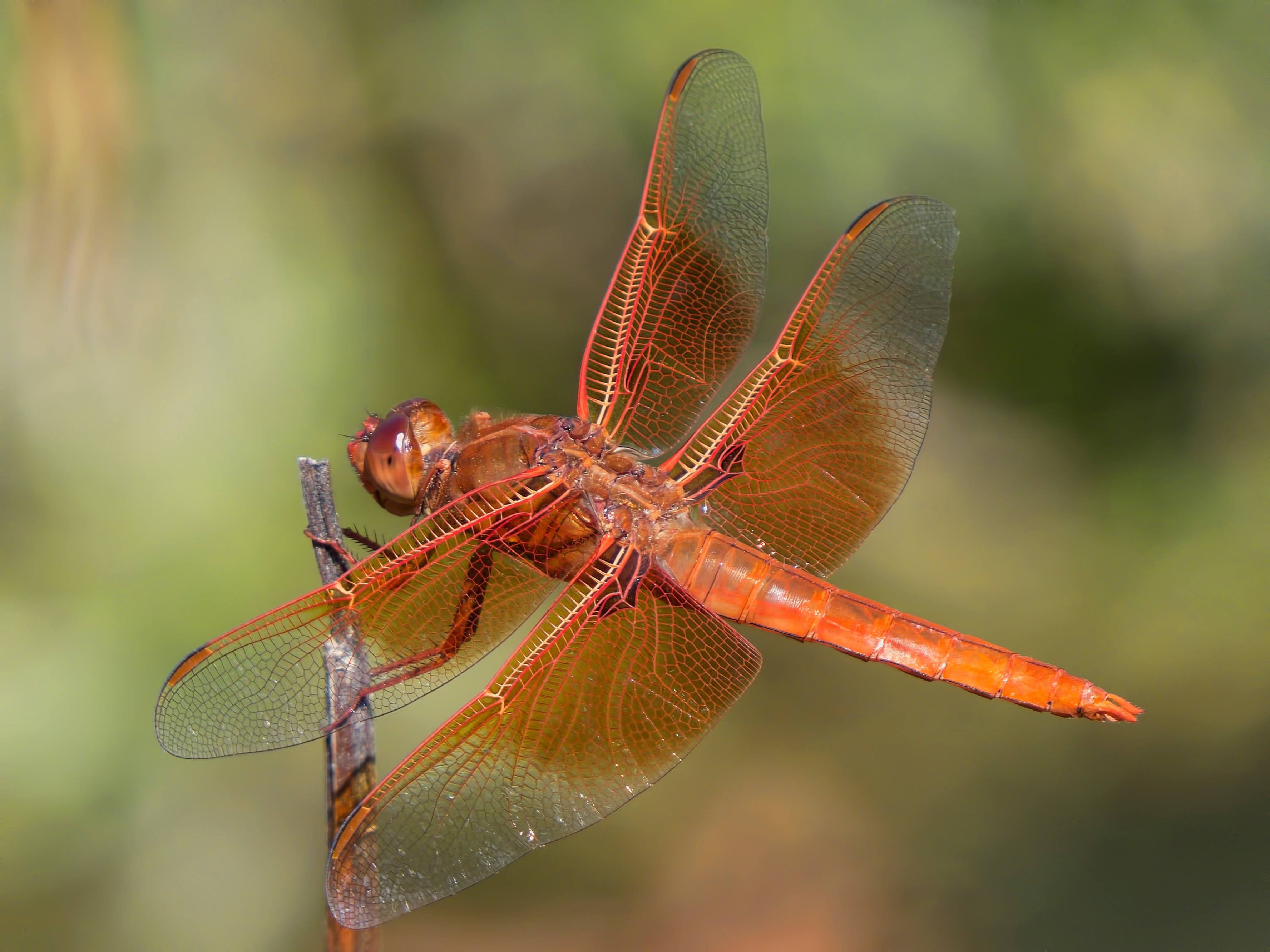 Flame Skimmer | Arizona Dragonflies