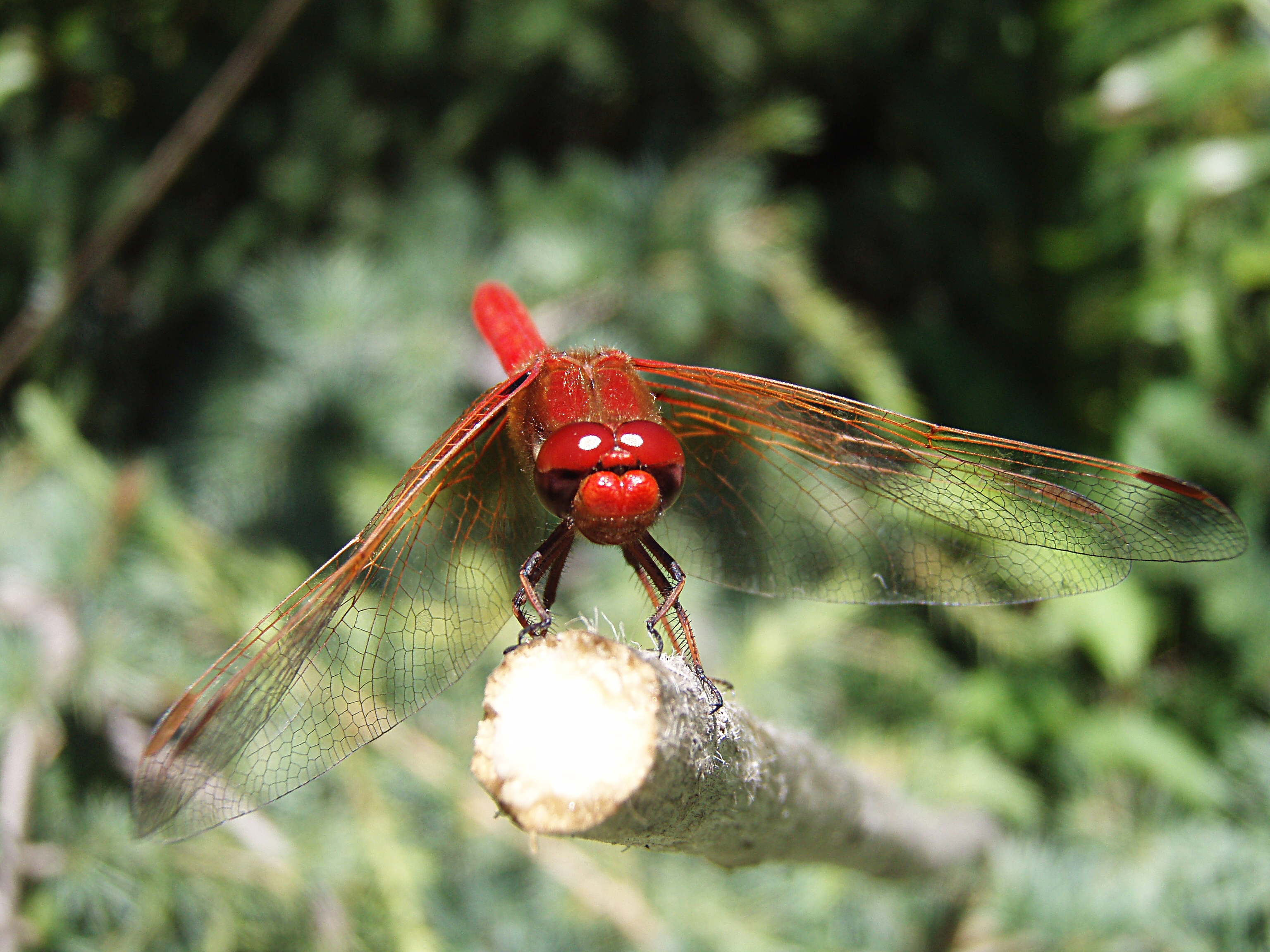 File:Male Flame Skimmer close up.jpg - Wikimedia Commons