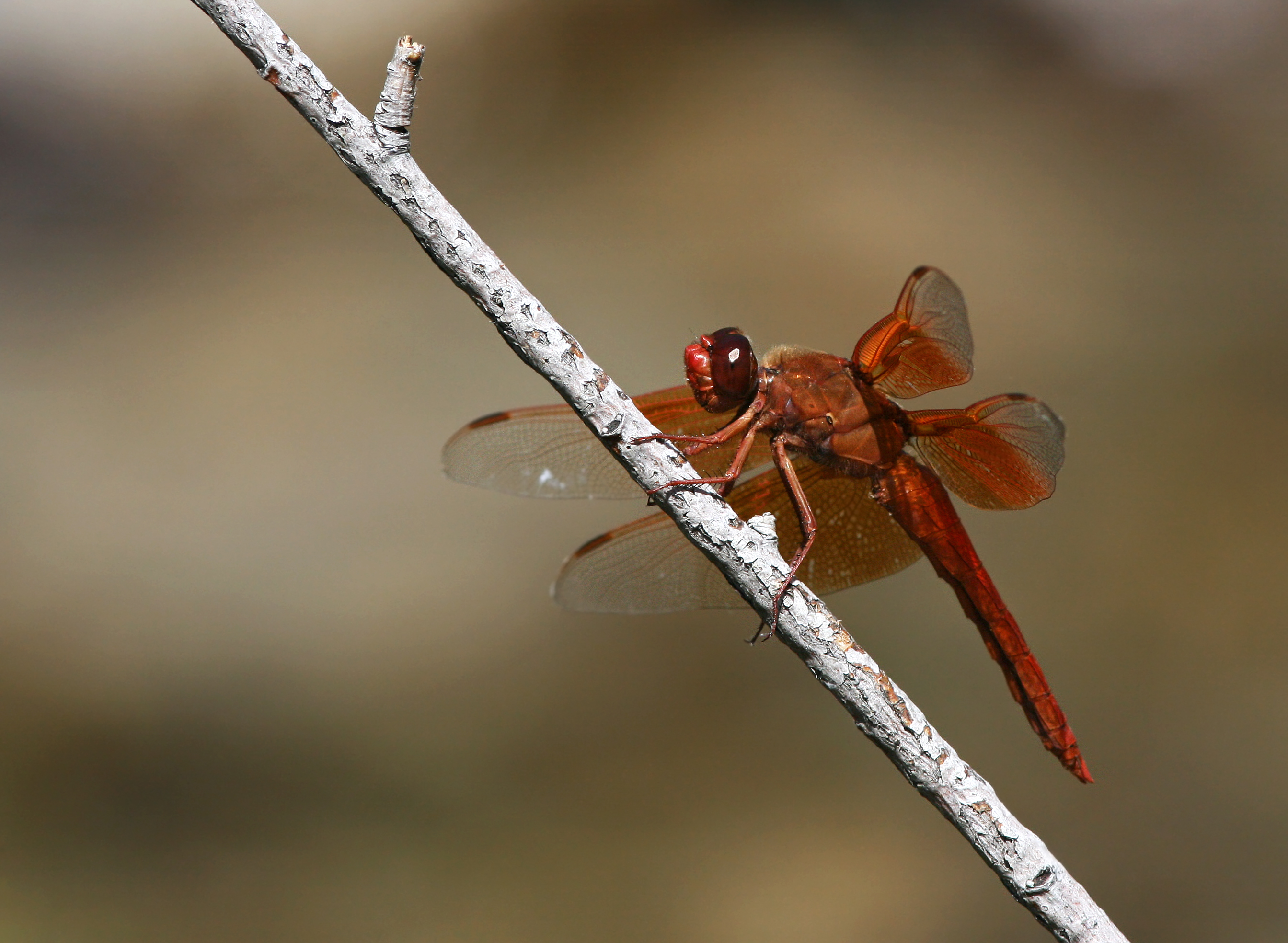 File:Flame Skimmer (Libellula saturata), male, dragonfly.jpg ...