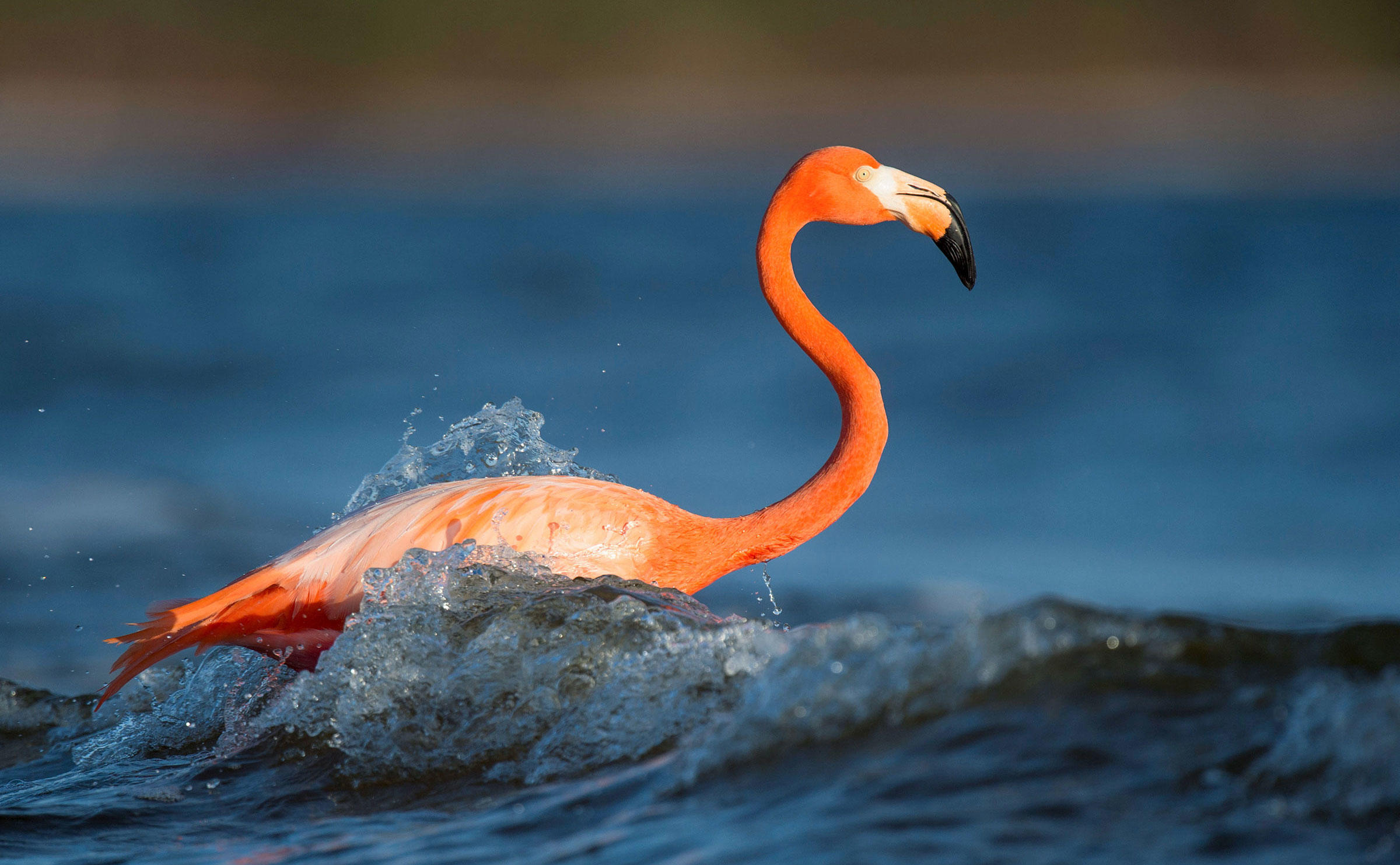 It's Official: Flamingos Belong in Florida | Audubon