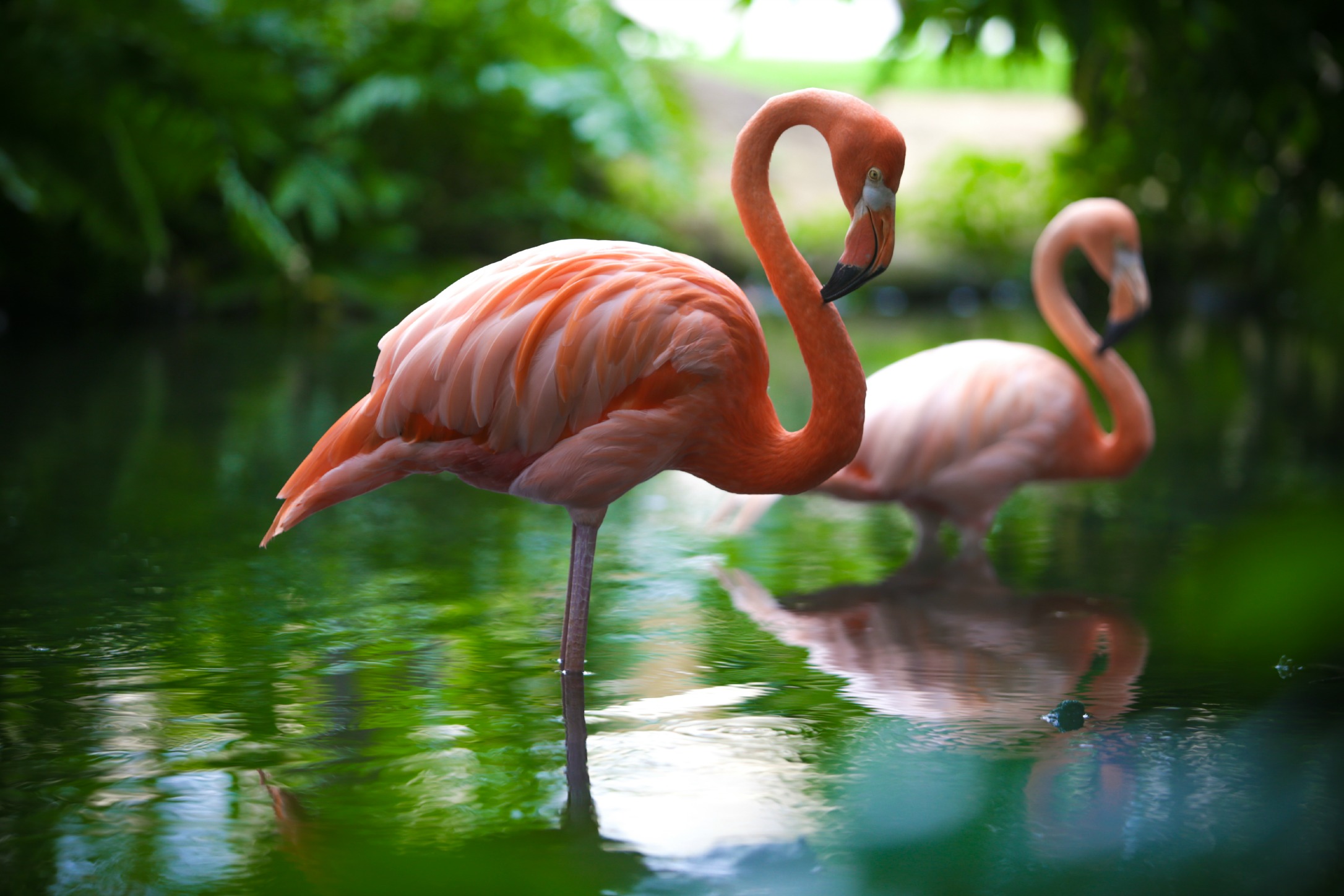 Meet the Famous Flamingos of Dreams Punta Cana! – Day Dreams | The ...
