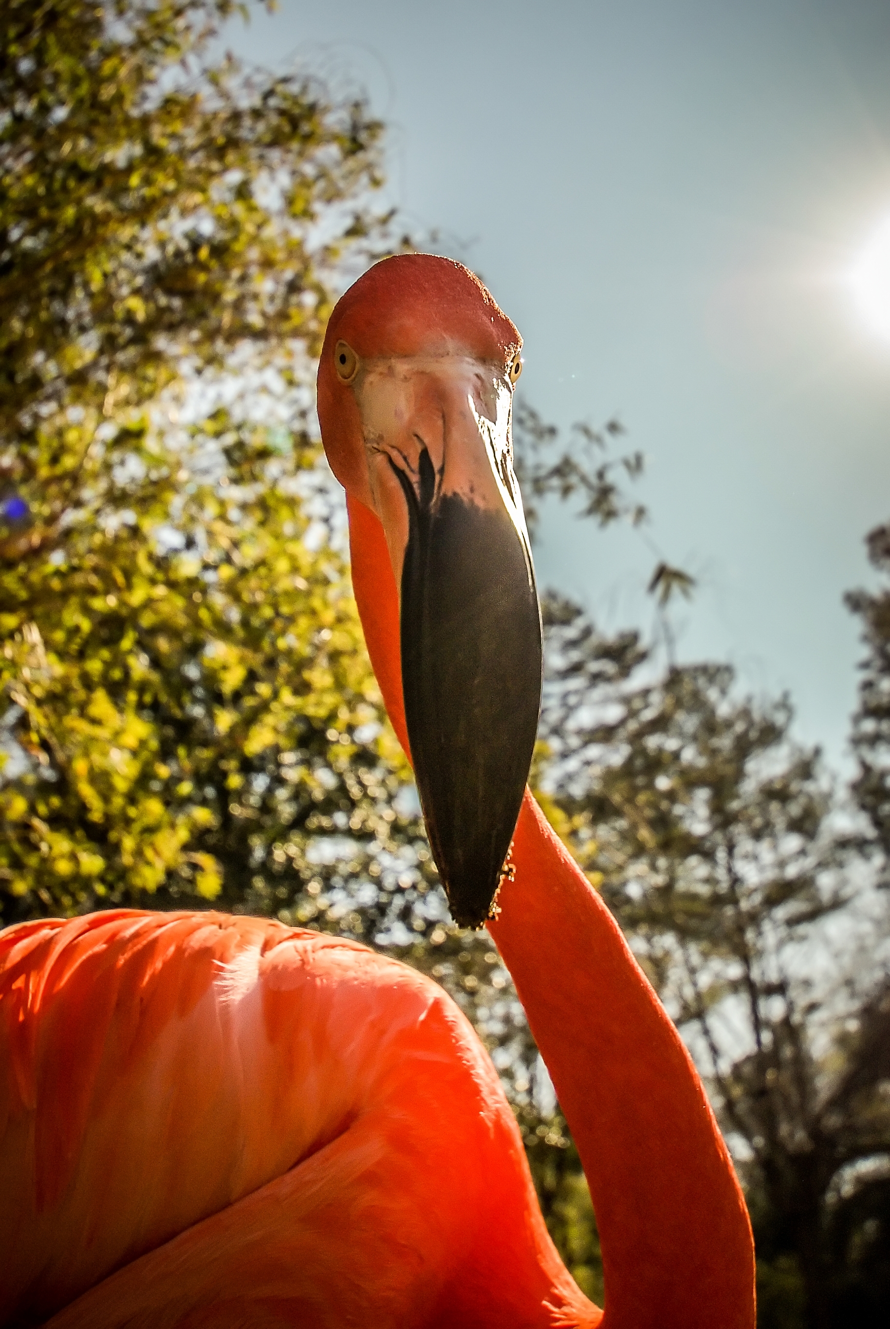 Flamingo, Africa, Scenery, Orange, Ornithology, HQ Photo
