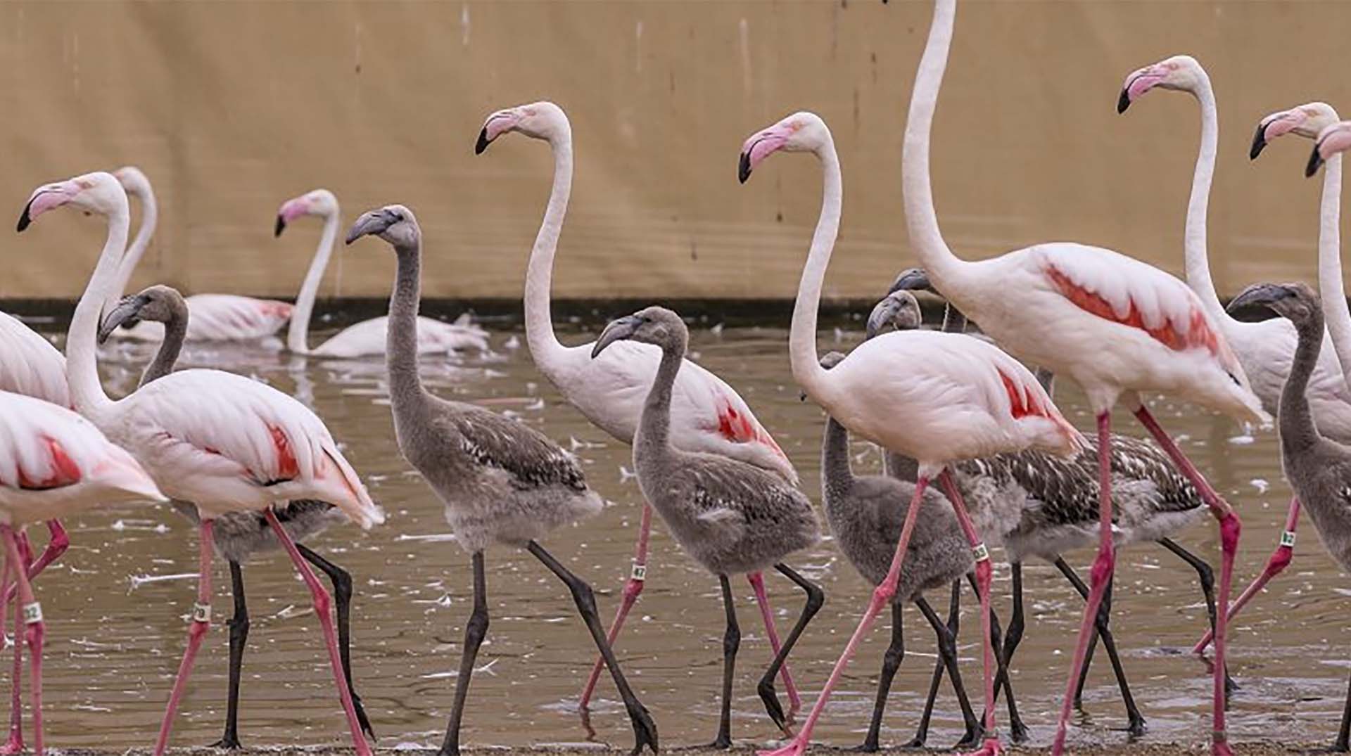 Flamingo | San Diego Zoo Animals & Plants