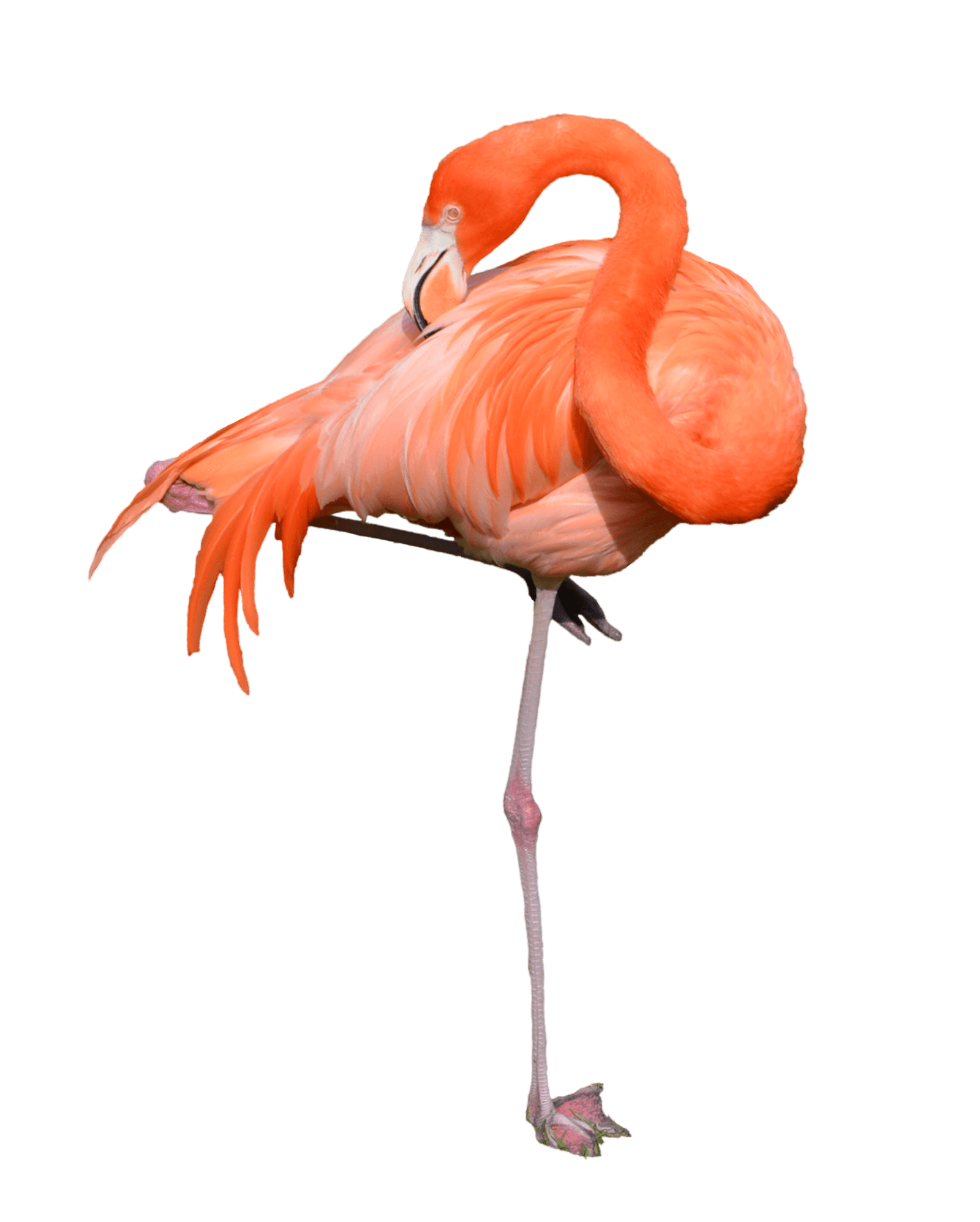 Flamingo Standing transparent PNG - StickPNG