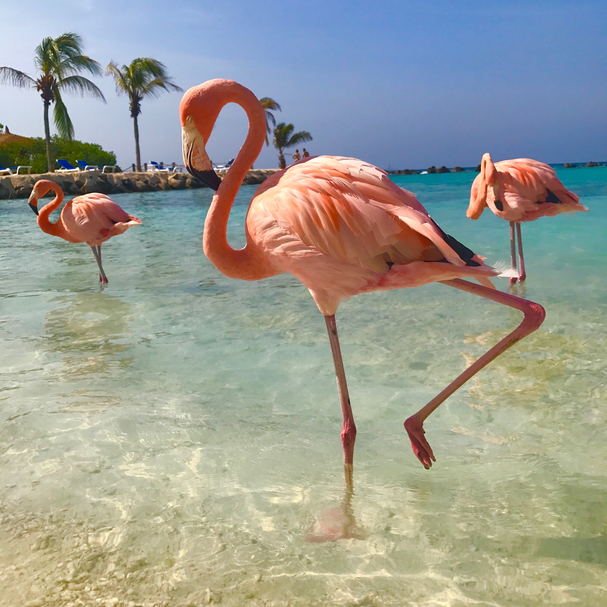There's a small island in the Caribbean where you can frolic with ...