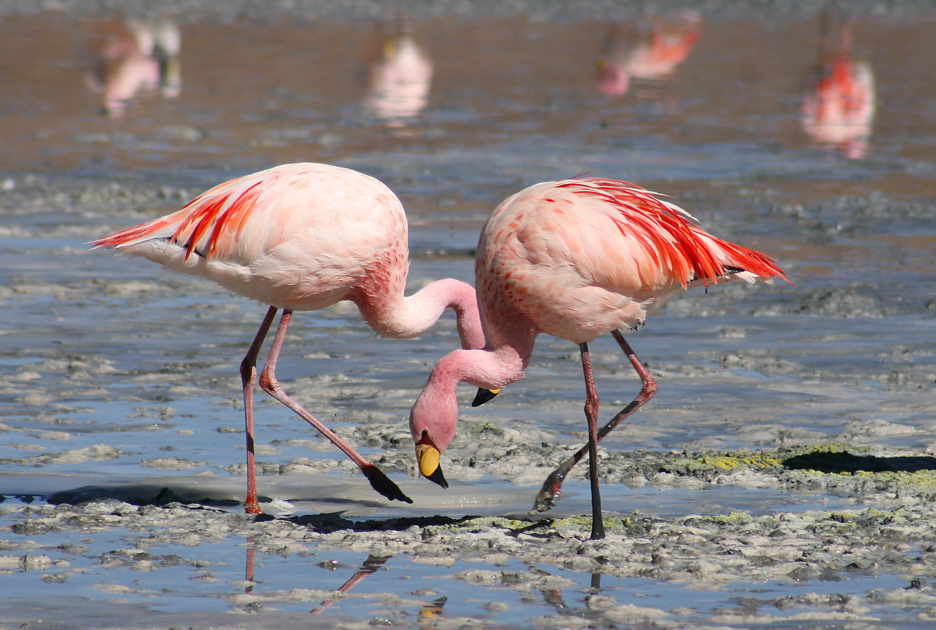 File:Flamingos Laguna Colorada.jpg - Wikimedia Commons