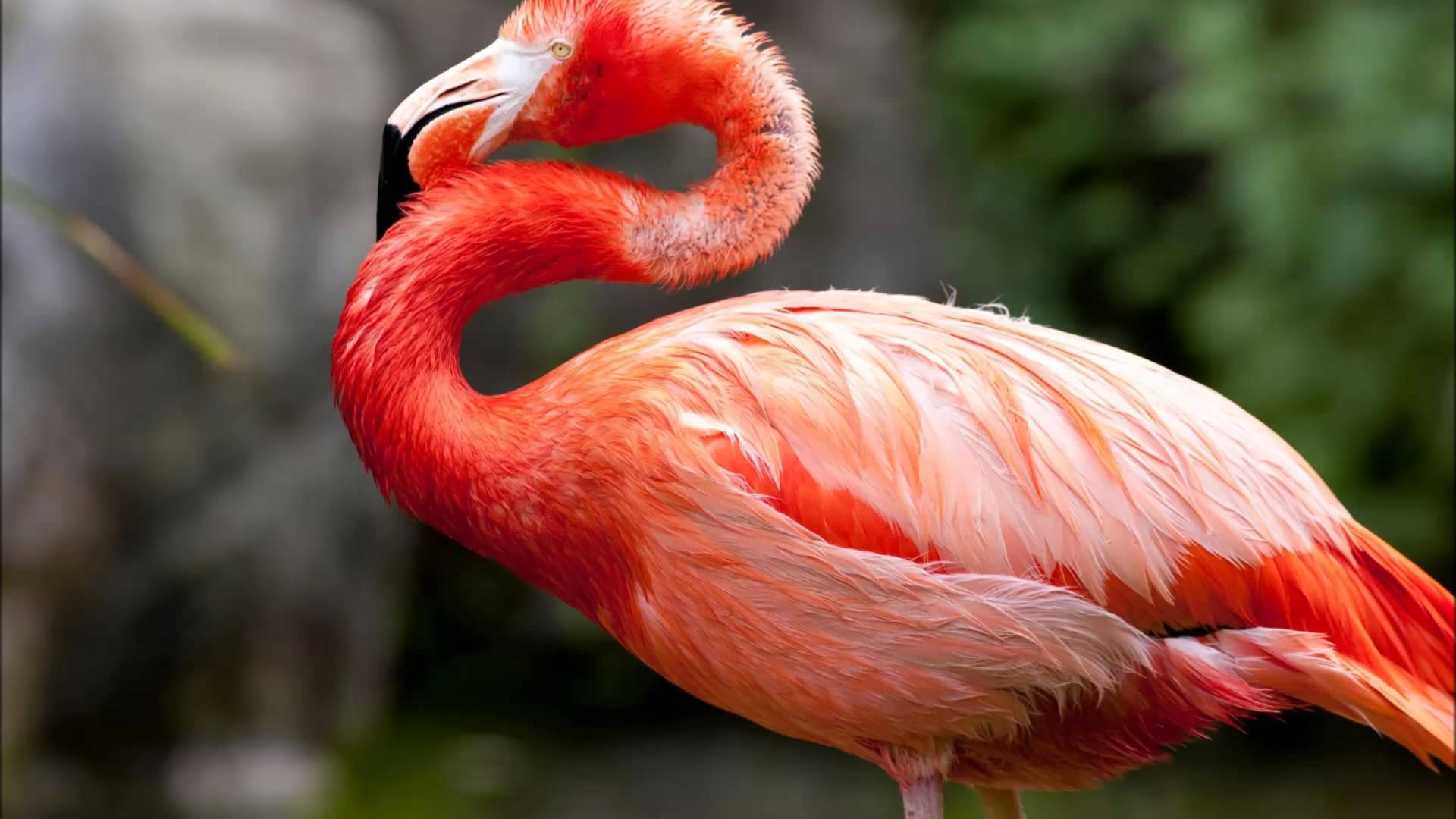 flamingo bird sounds - YouTube