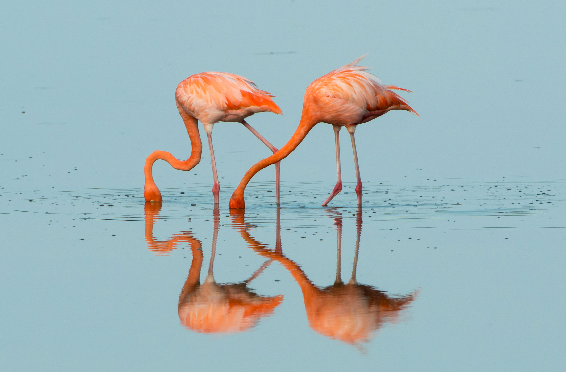 Watch: Flamingos Add a Dash of Color to the Florida Everglades | Audubon