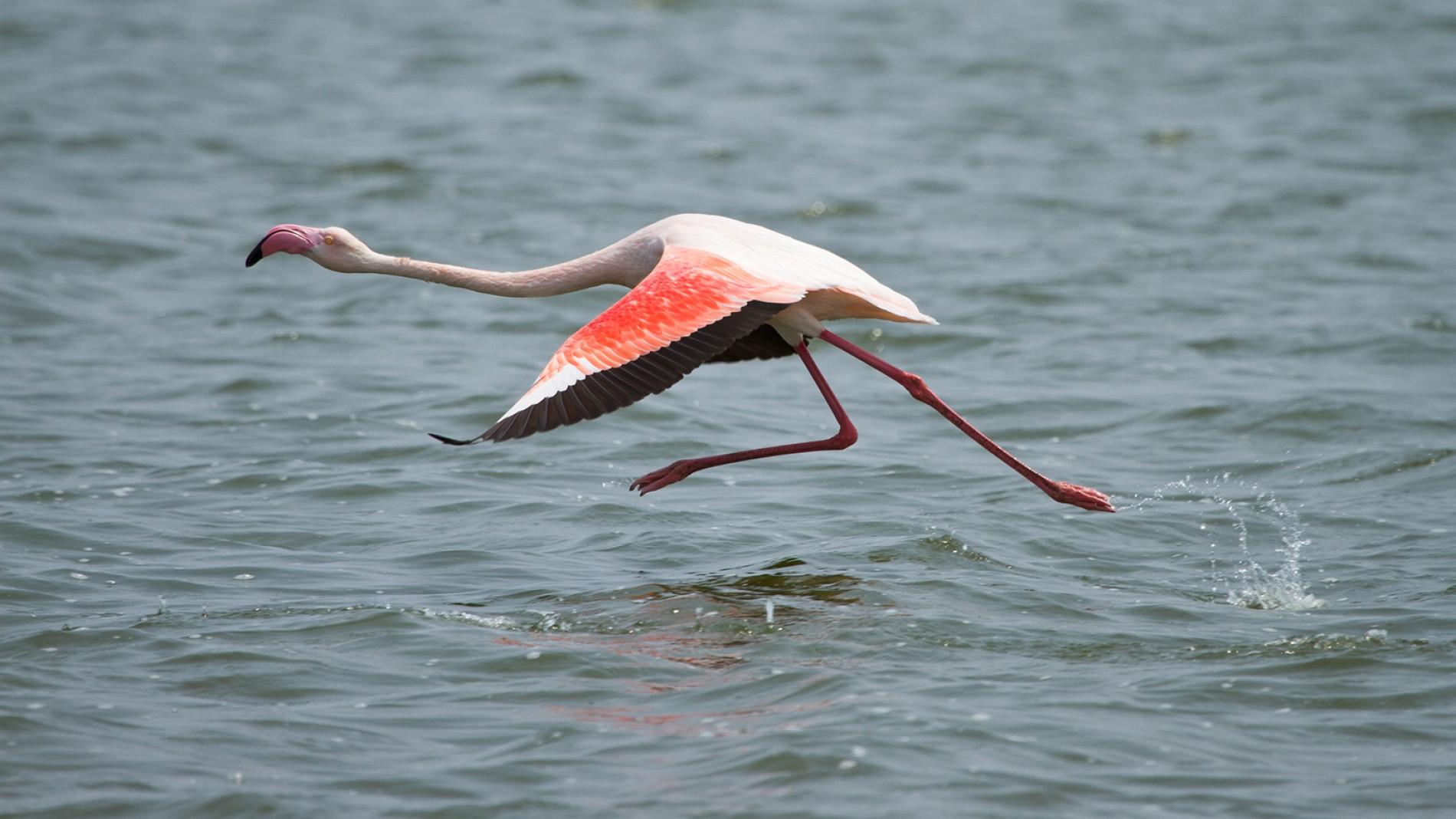 flamingo-flying.ngsversion.1396530990480.adapt.1900.1.jpg