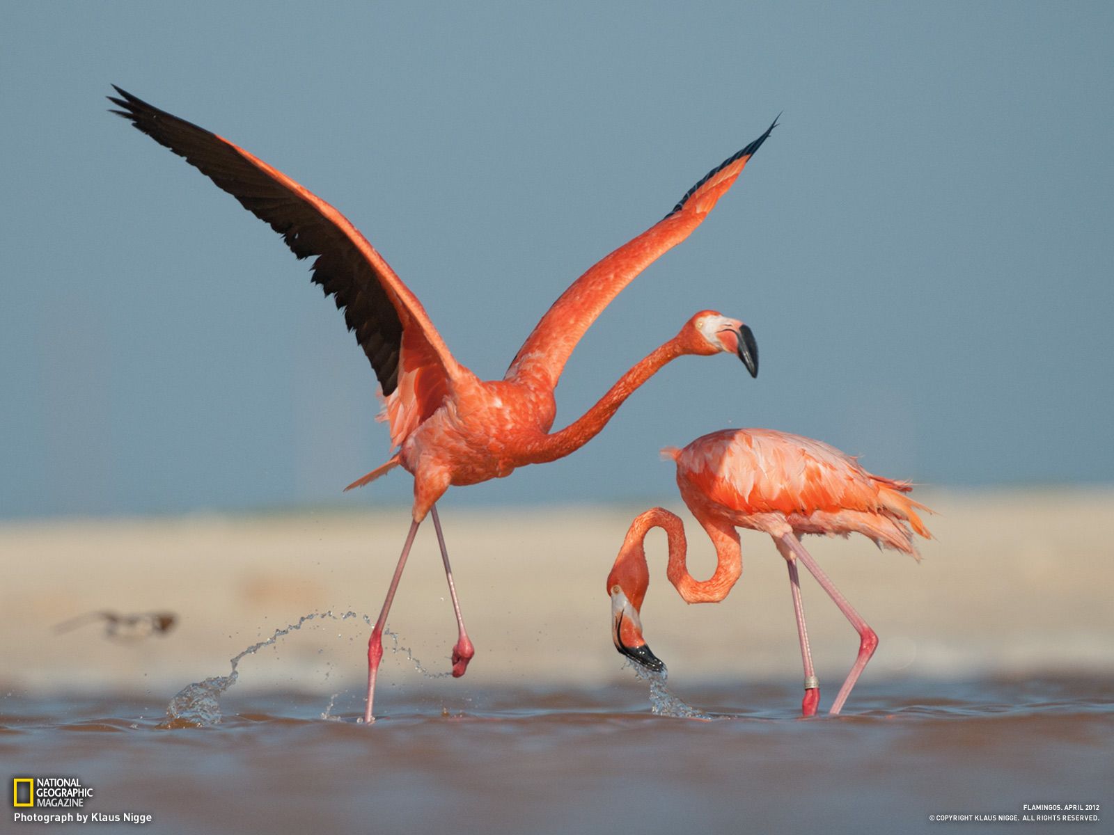 Strange Facts about the Most Beautiful Bird on Earth “Flamingo ...