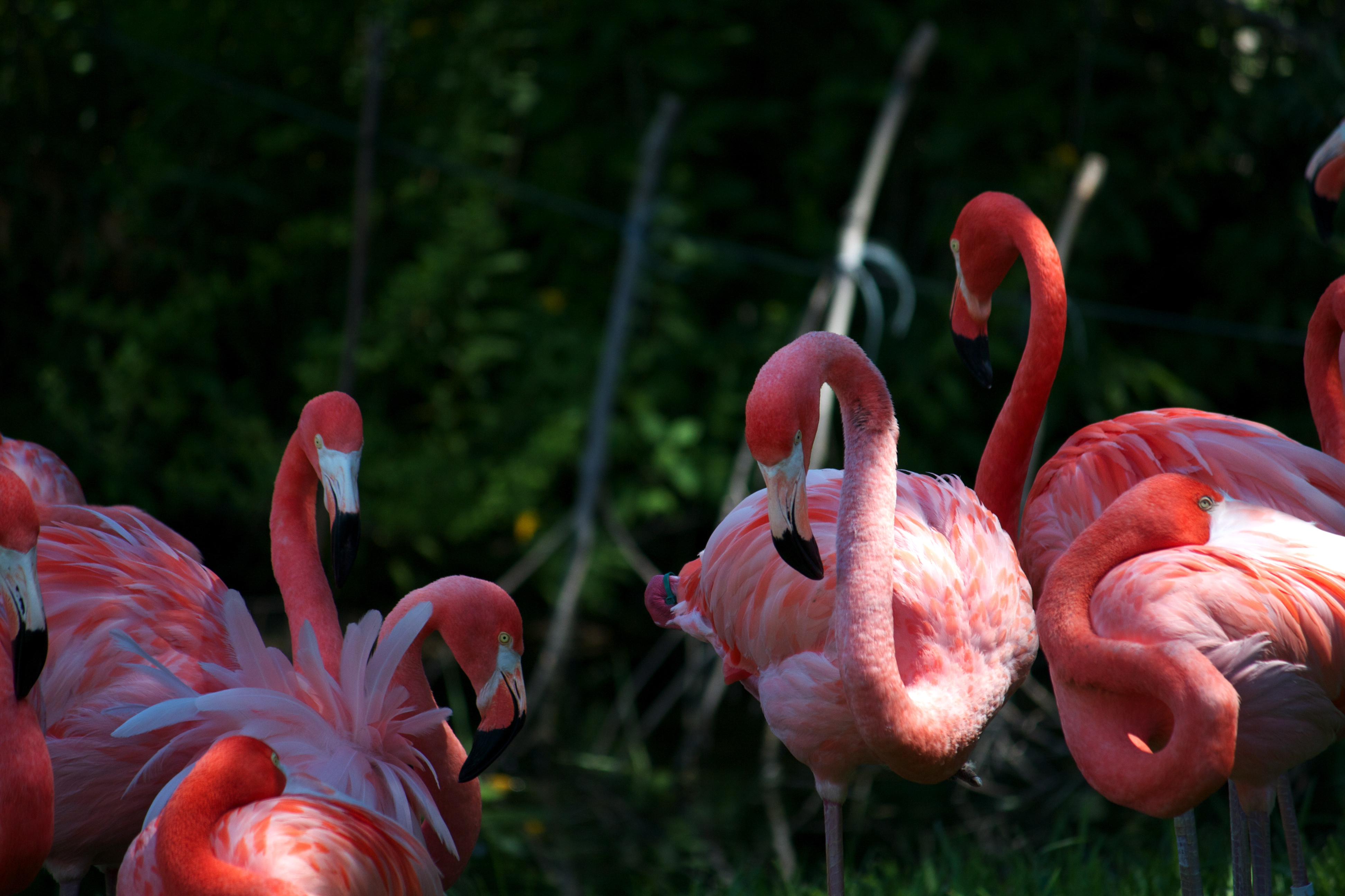 Flamingo birds photo