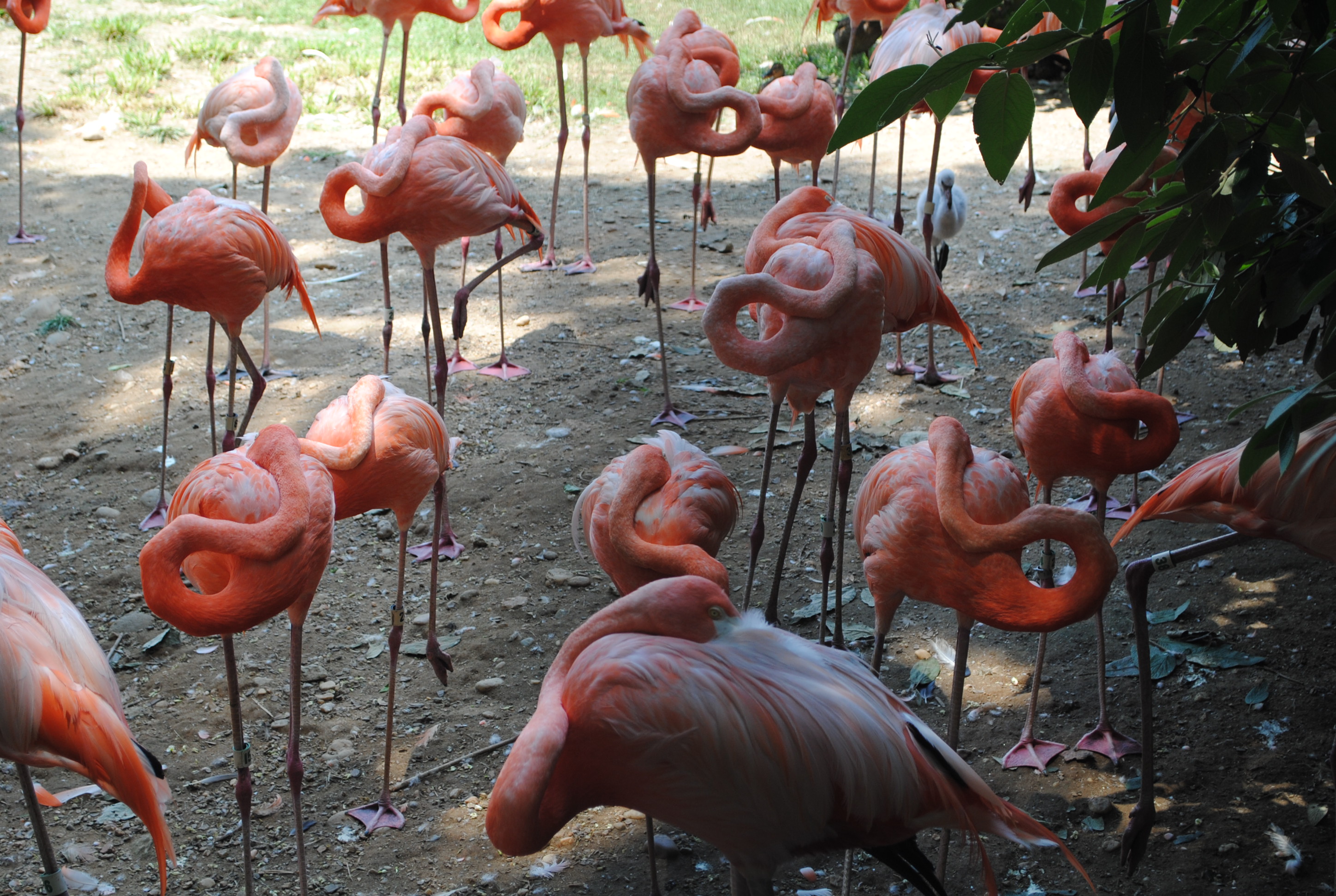 Flamingo Birds, Animal, Bird, Flamingo, Nature, HQ Photo