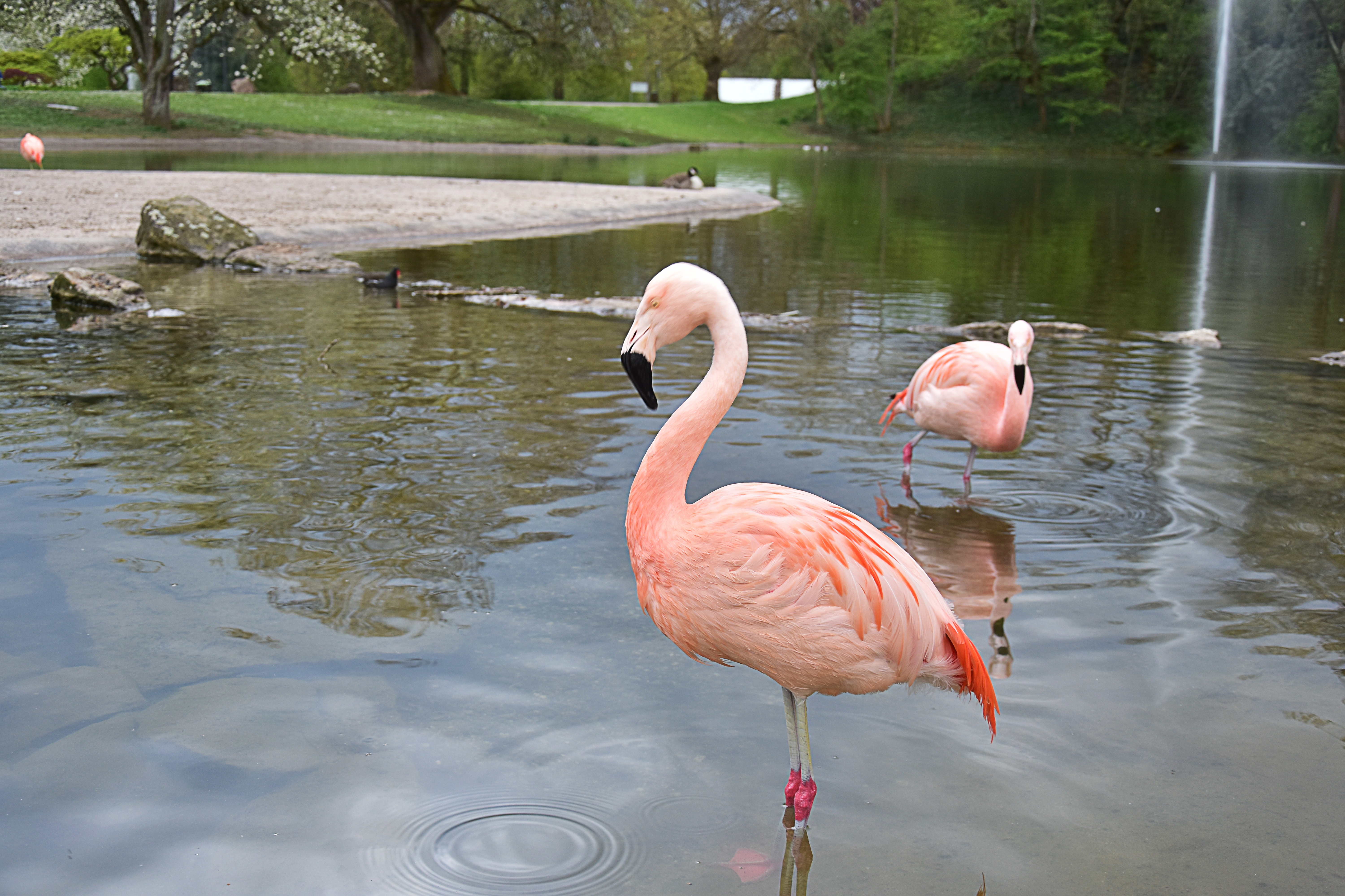Free Images : animal, wildlife, zoo, fauna, birds, swan, flamingo ...