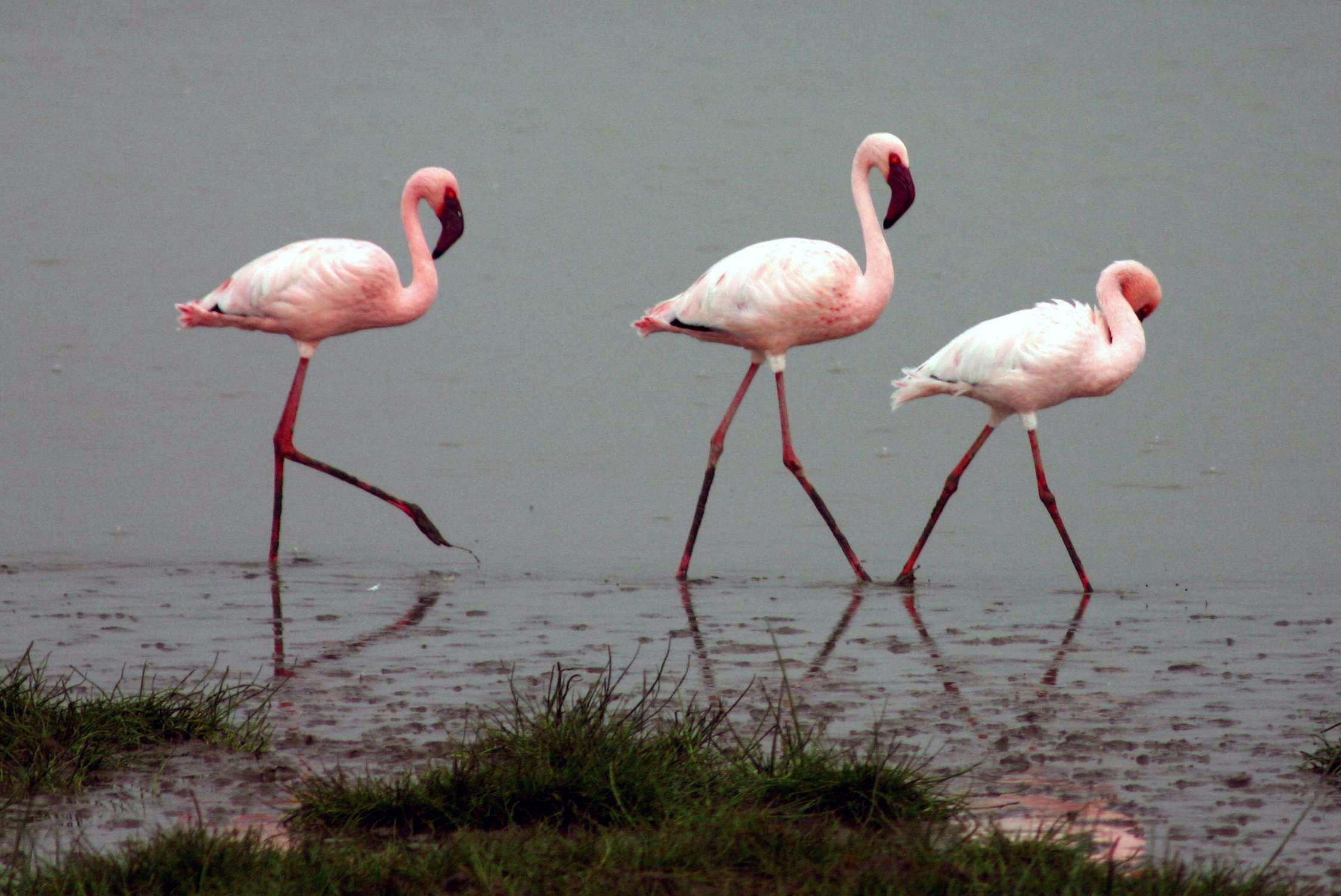 Iraqi Flamingo Poaching Prompts Backlash - The Caravel