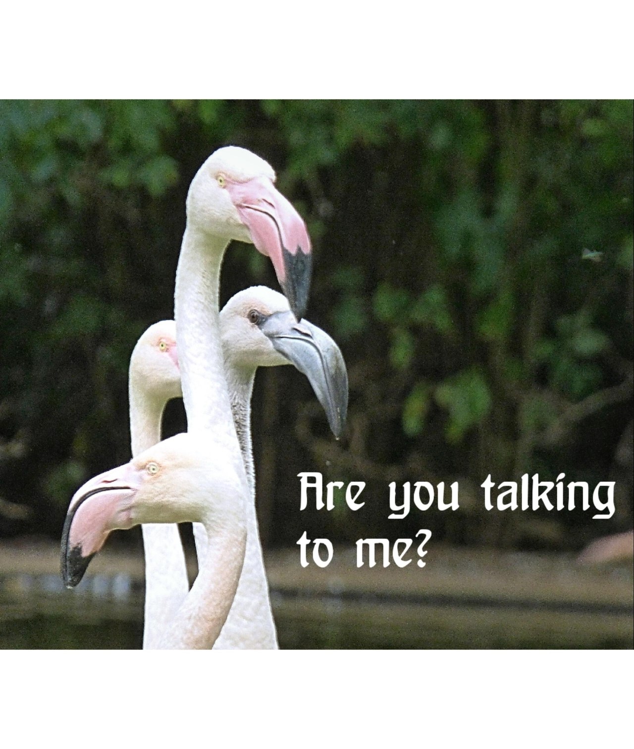 Are you talking to me? | Flamingo | Burgers Zoo | Dierentuin