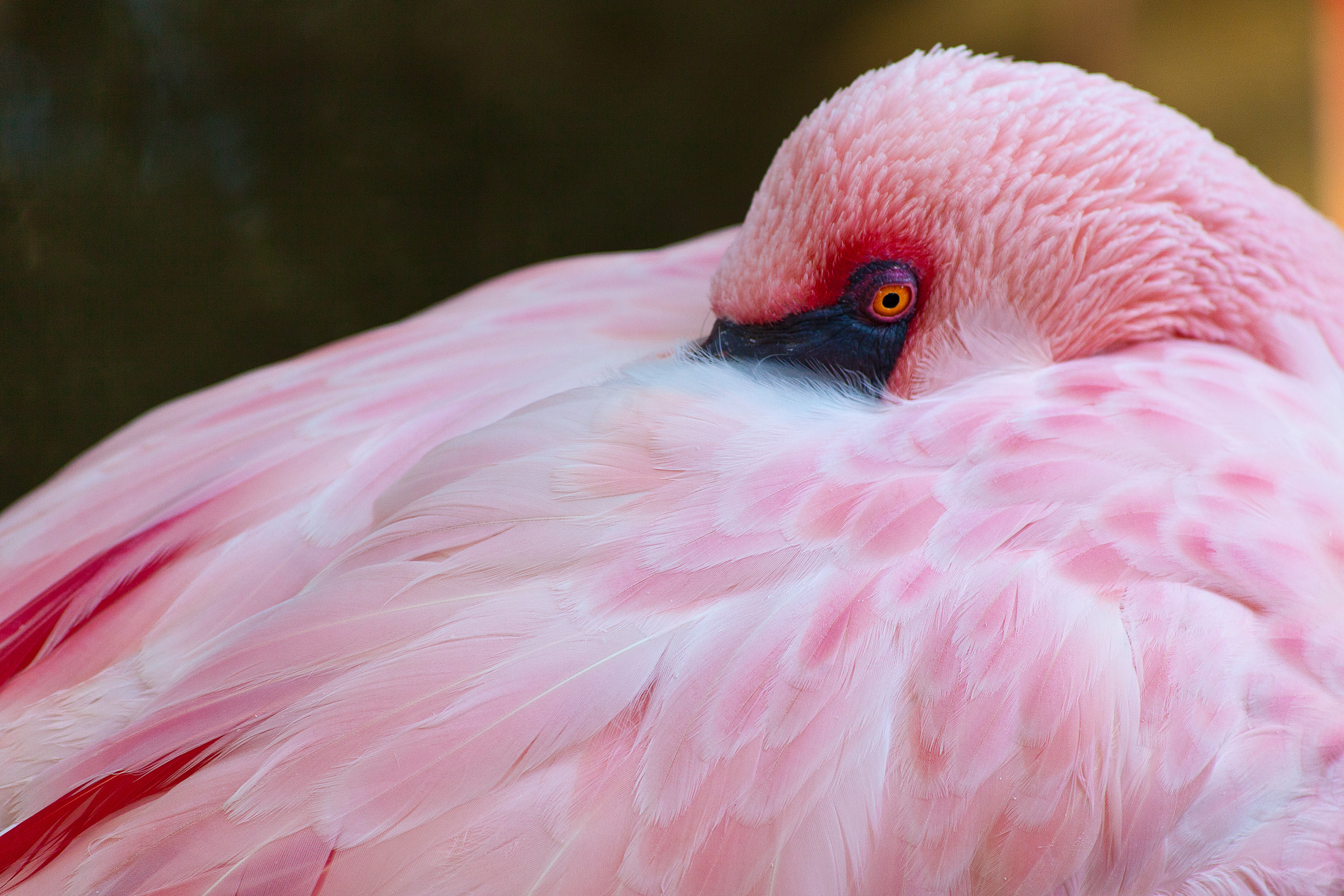 Flamingo, Stock photography