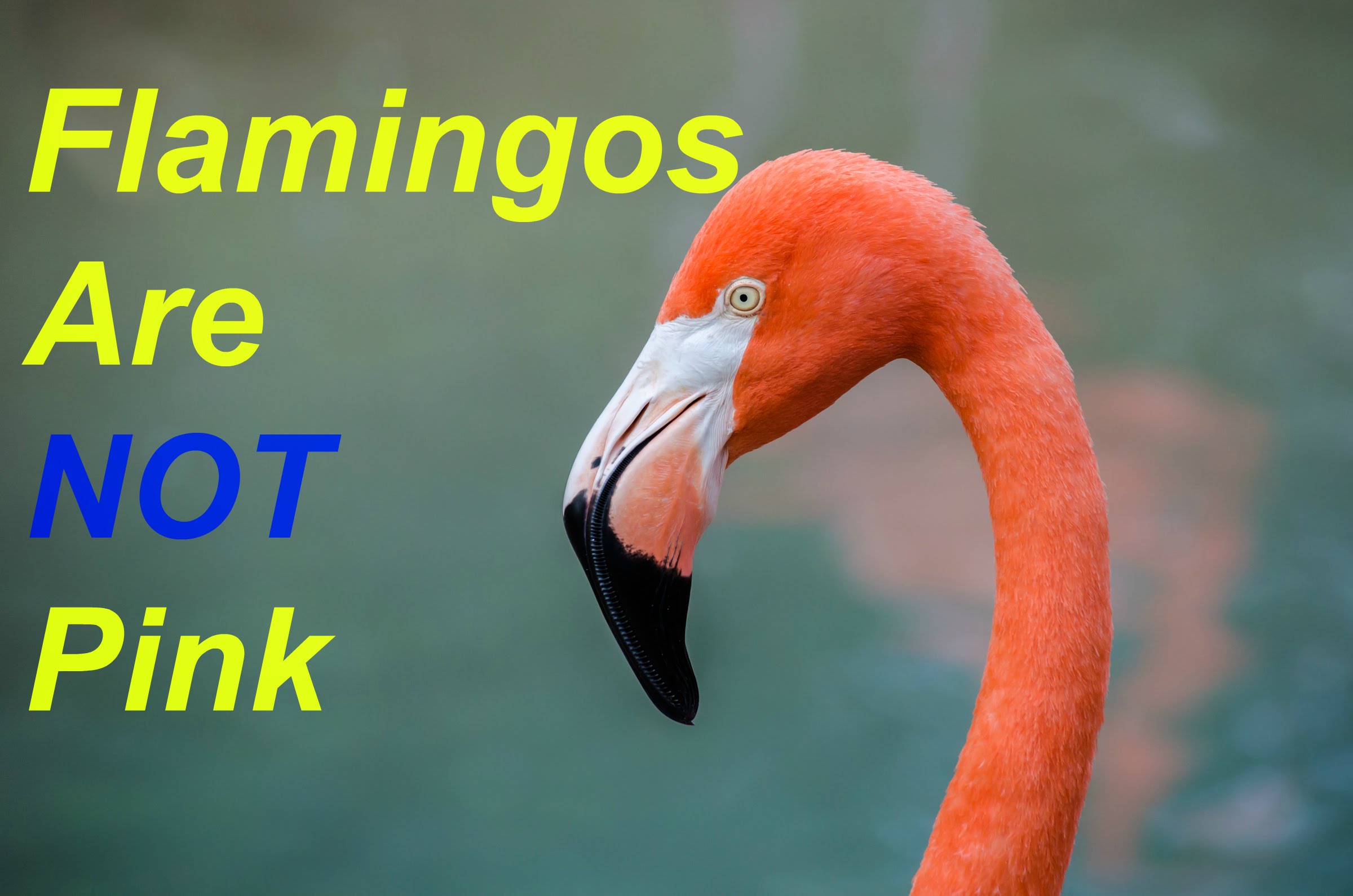 ▷Why Do Flamingos APPEAR PINK?◁ 10 Facts About Flamingos - YouTube