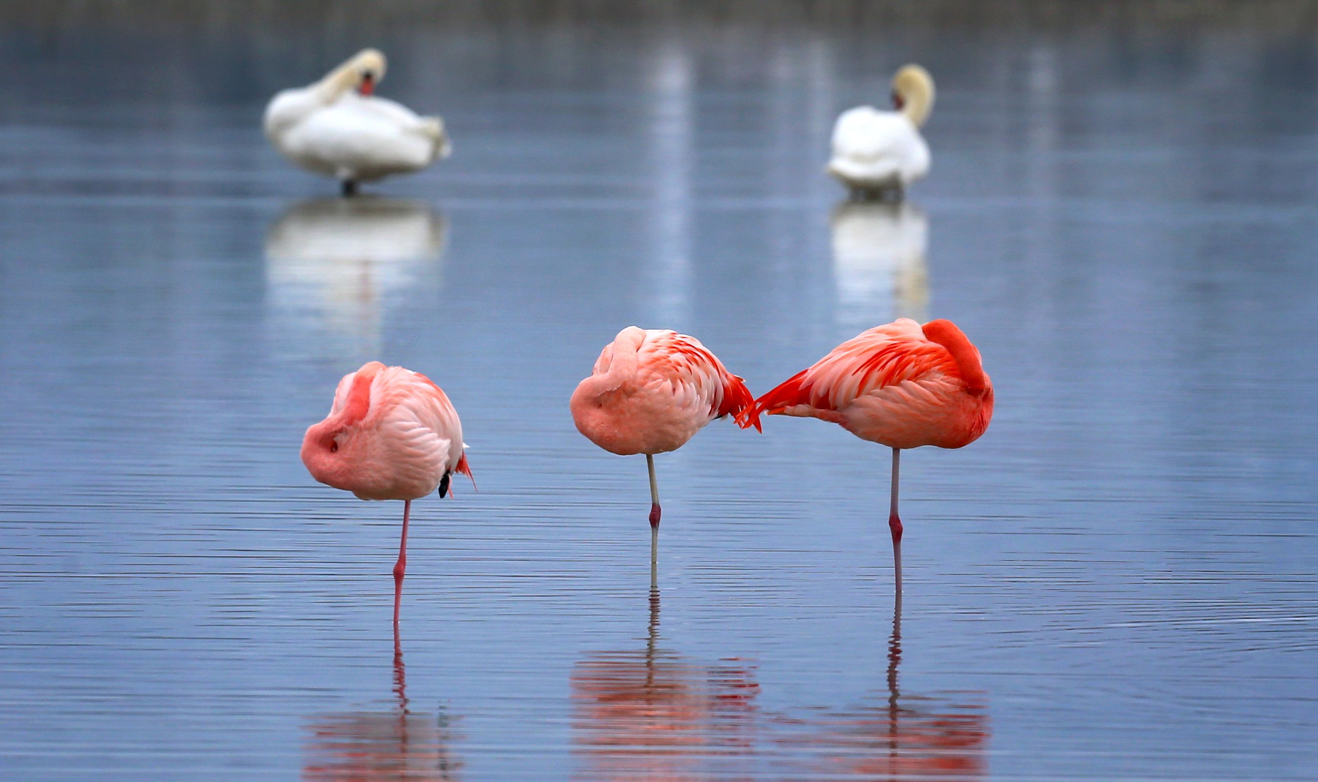 Why Do Flamingos Stand on 1 Leg? Science Has the Answer | Time
