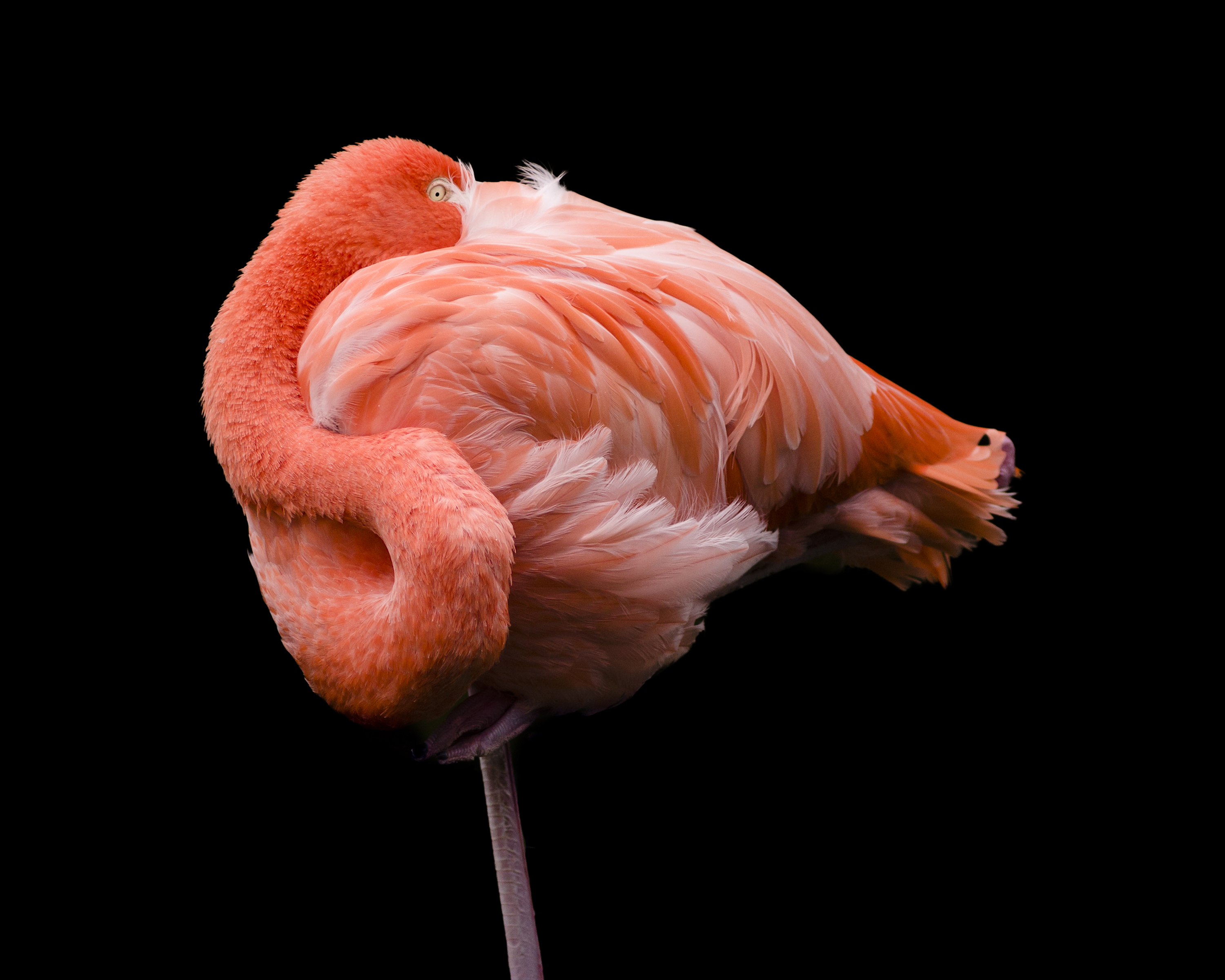 The real reason why flamingos stand on one leg | MNN - Mother Nature ...
