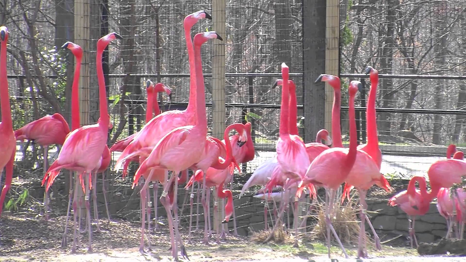 Flamingos at the National Zoo - YouTube