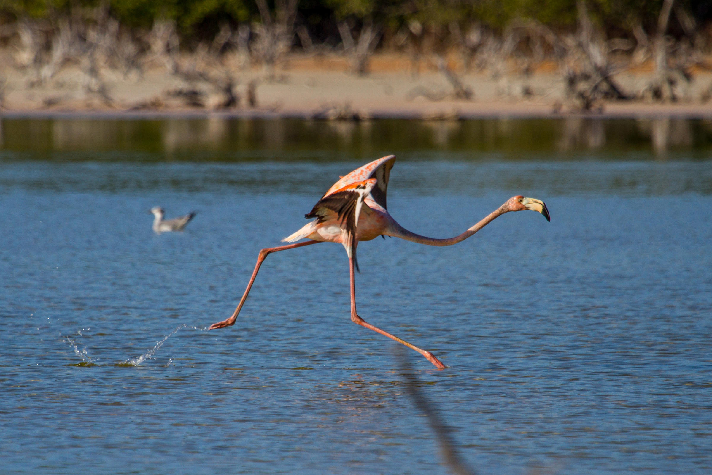 The Case Of The (Not) Missing Flamingos: A South Florida Detective ...