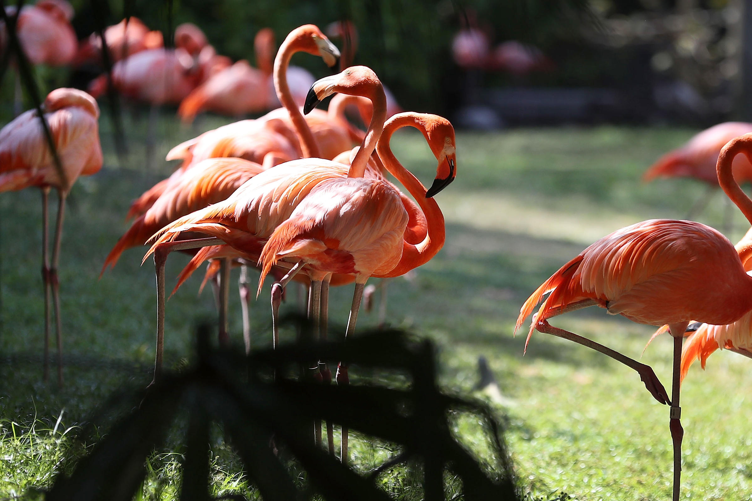 Florida's Long-Lost Wild Flamingos Were Hiding In Plain Sight | KUOW ...