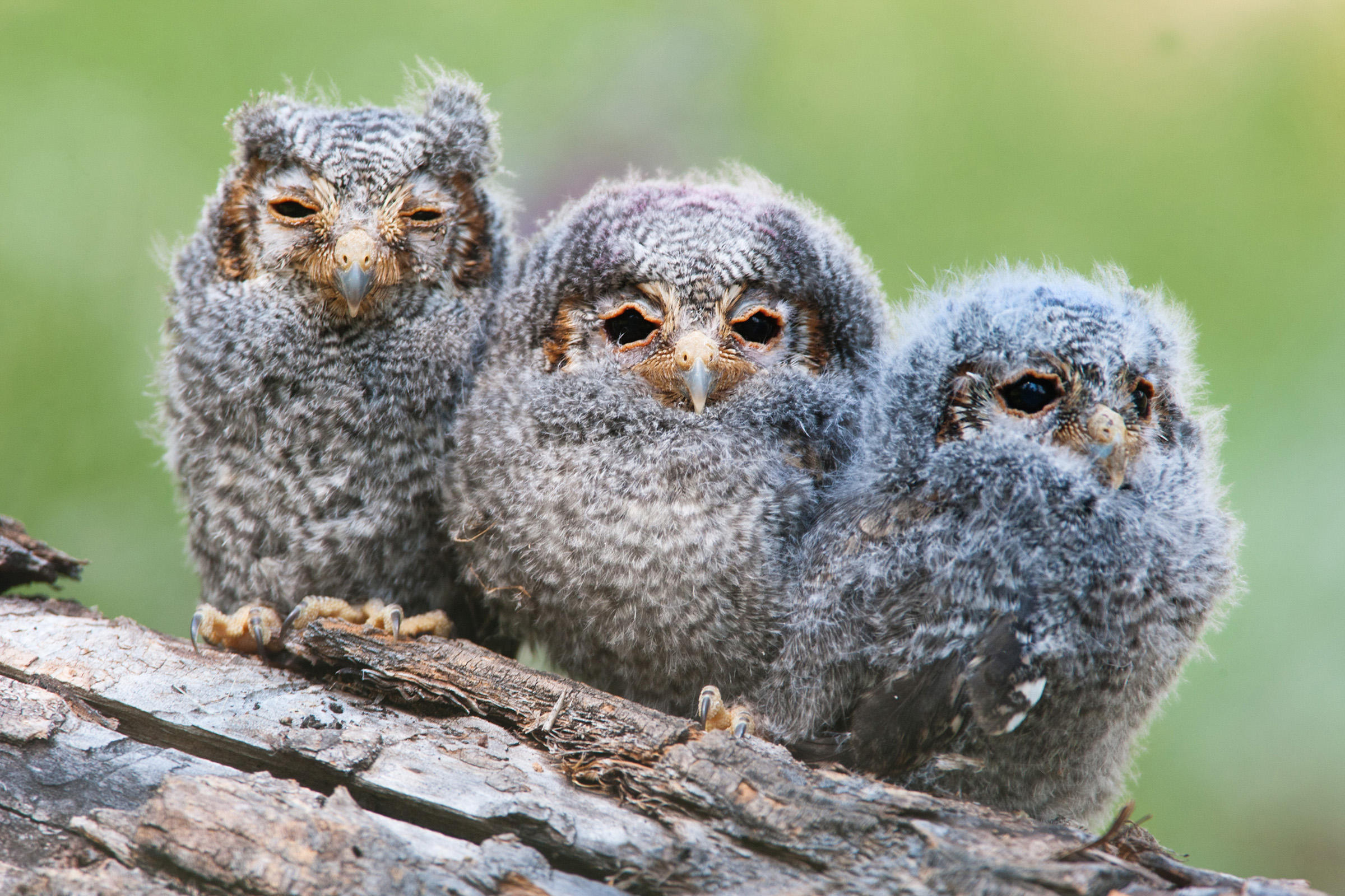 Flammulated Owl | Audubon Field Guide