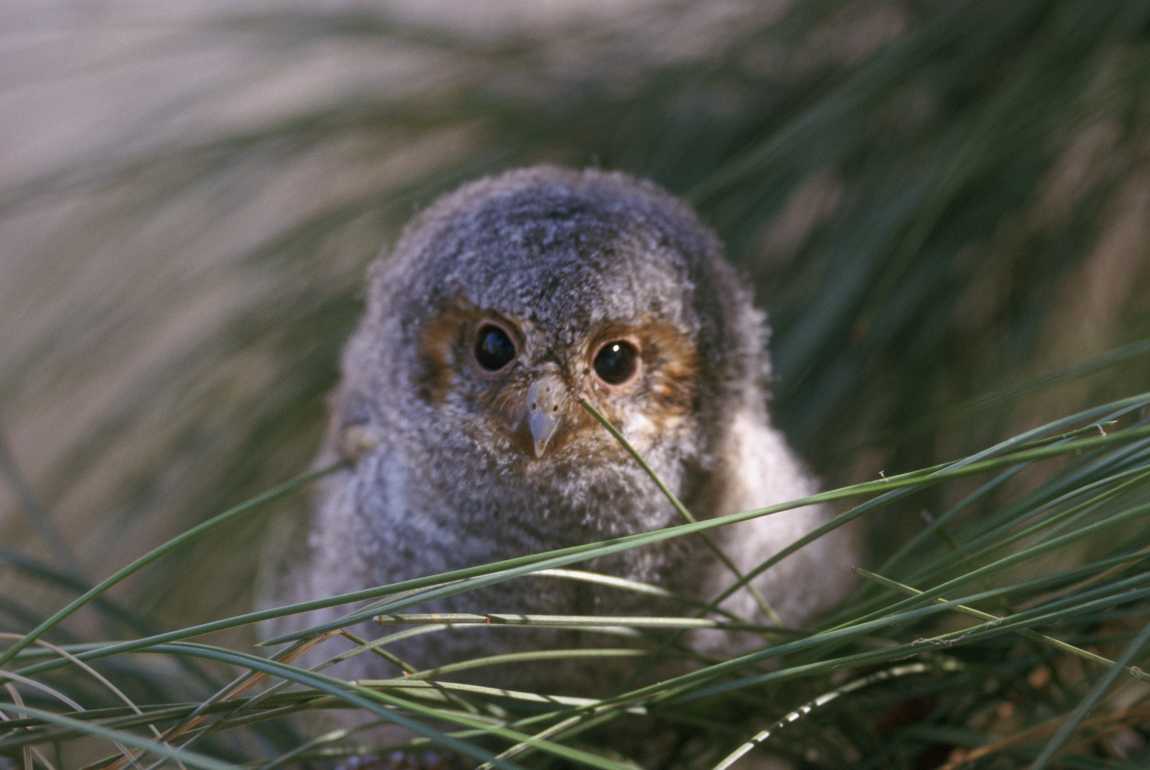 File:Flammulated owl (5721072828).jpg - Wikimedia Commons