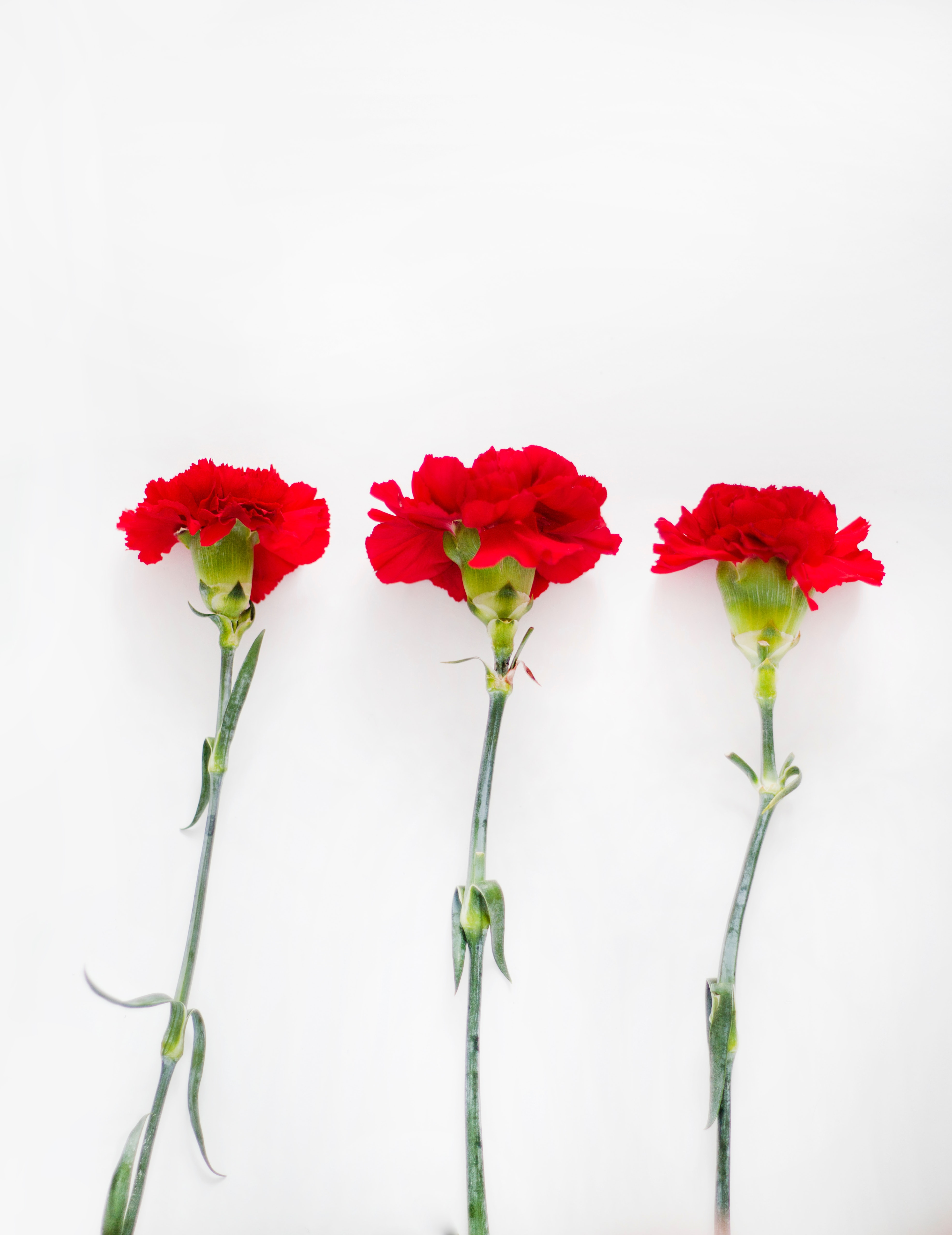 Flatlay photography of carnation