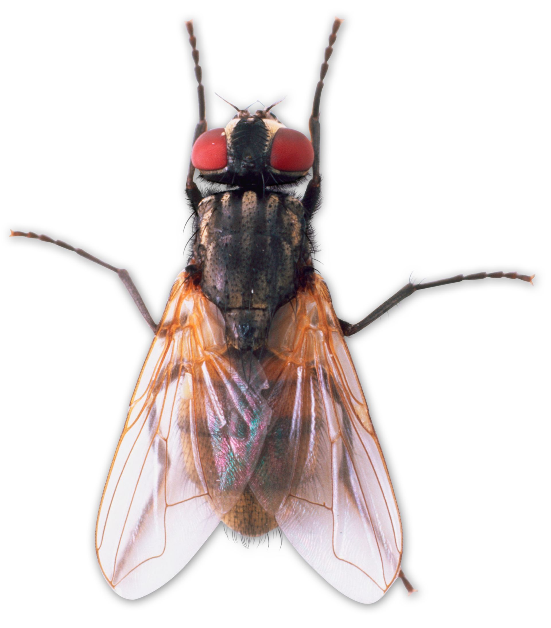 True Flies | Facts About Flies | DK Find Out