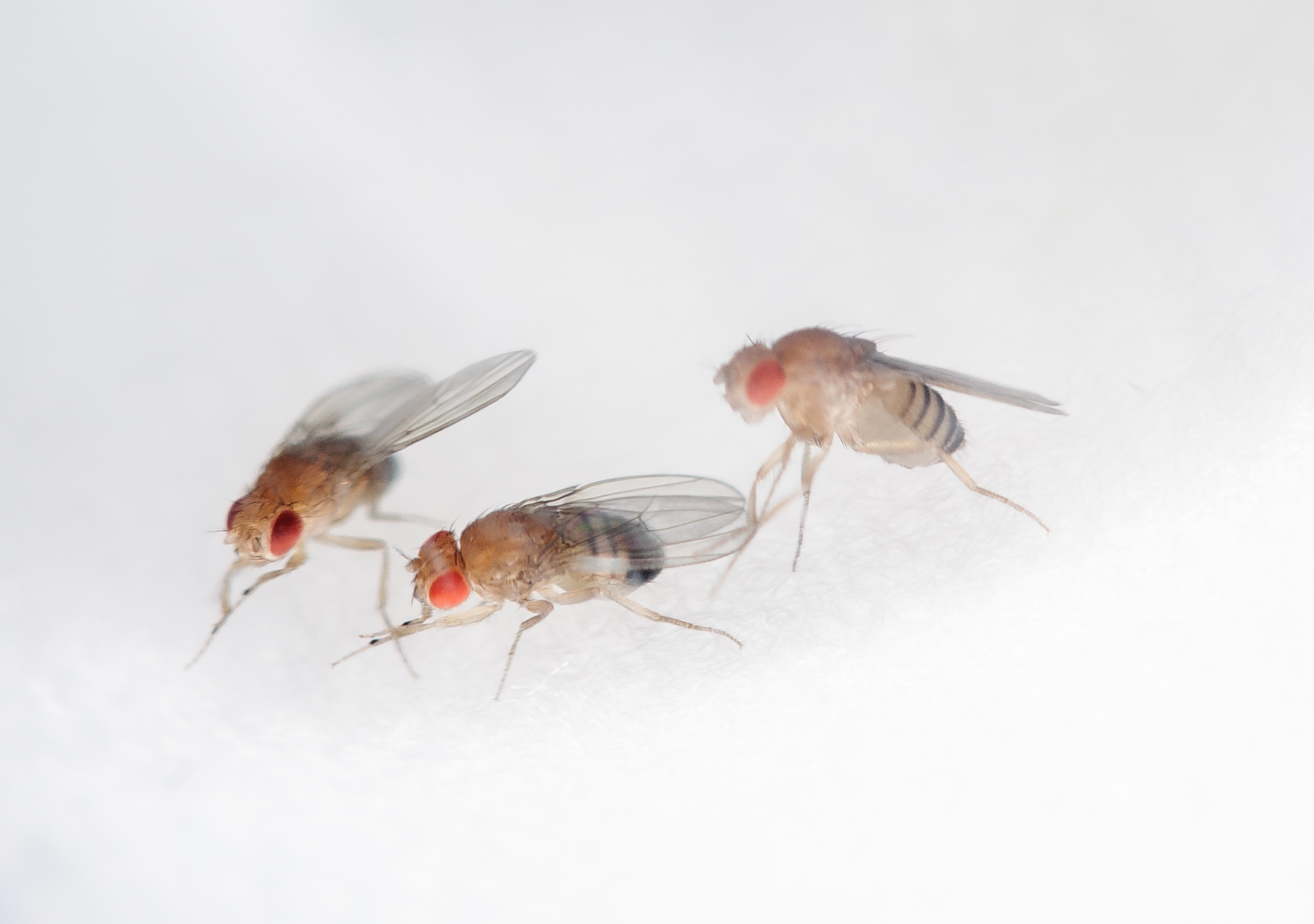 Fruit Fly Lab: Tiny Flies Make Big Biology Happen in Space | NASA