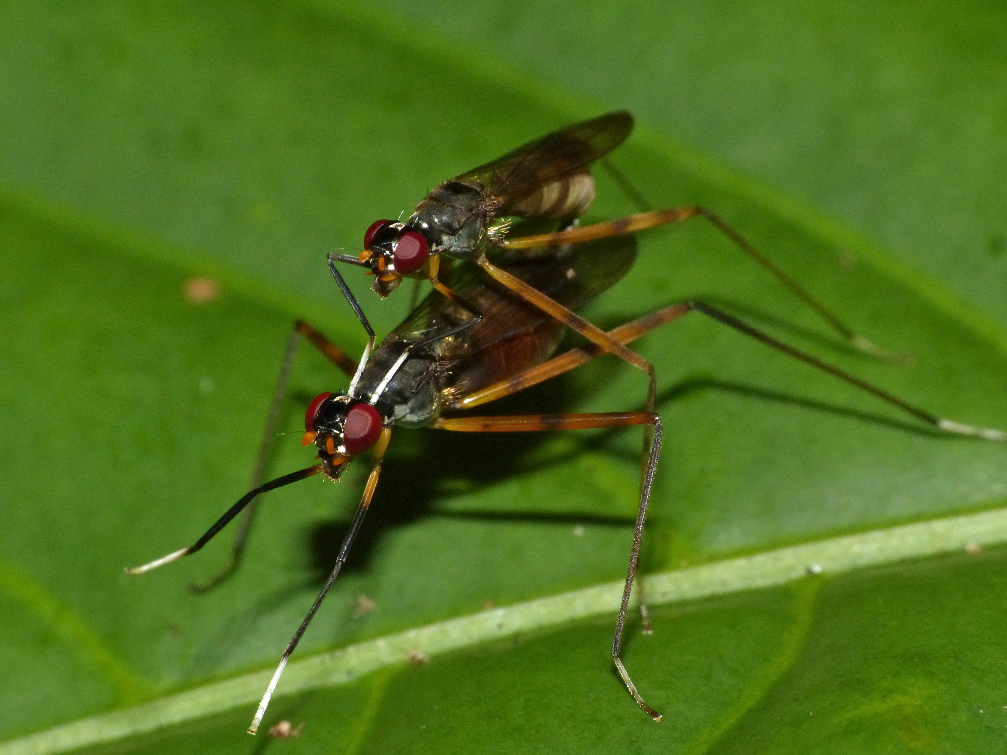 File:Stilt-legged Flies Flies (Micropezidae) mating (15496457209 ...