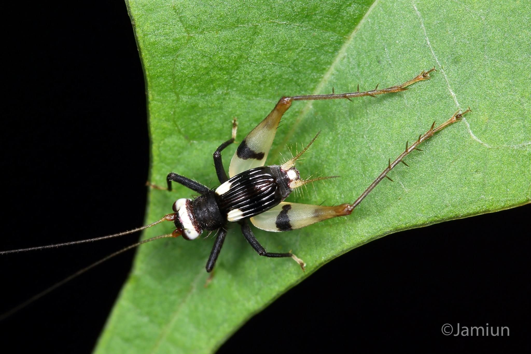 Cricket, Gryllidae. Sabah (Borneo), Malaysia. Photo by: Jamiun ...